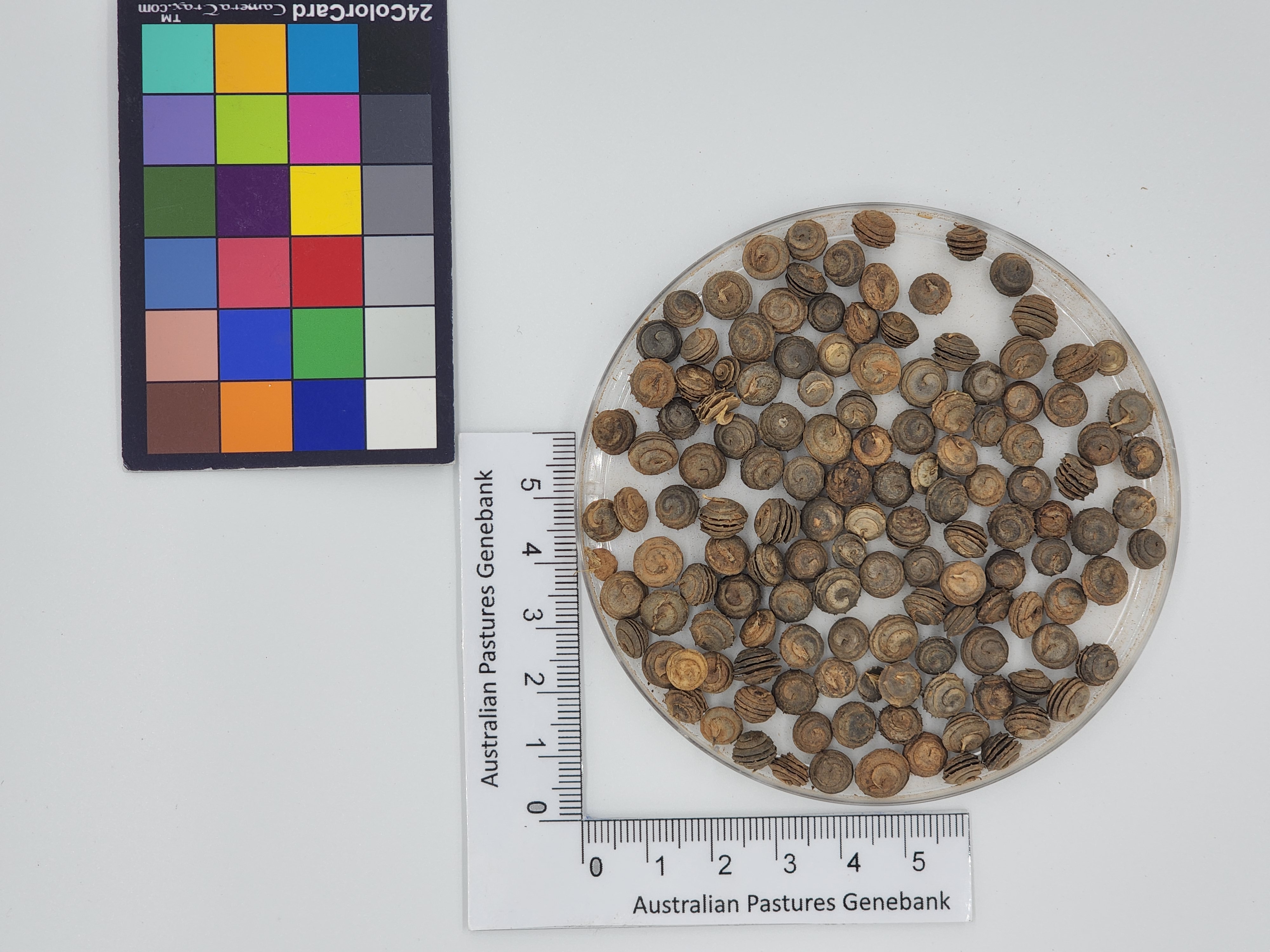 Click for 1 image(s) for this accession. Image