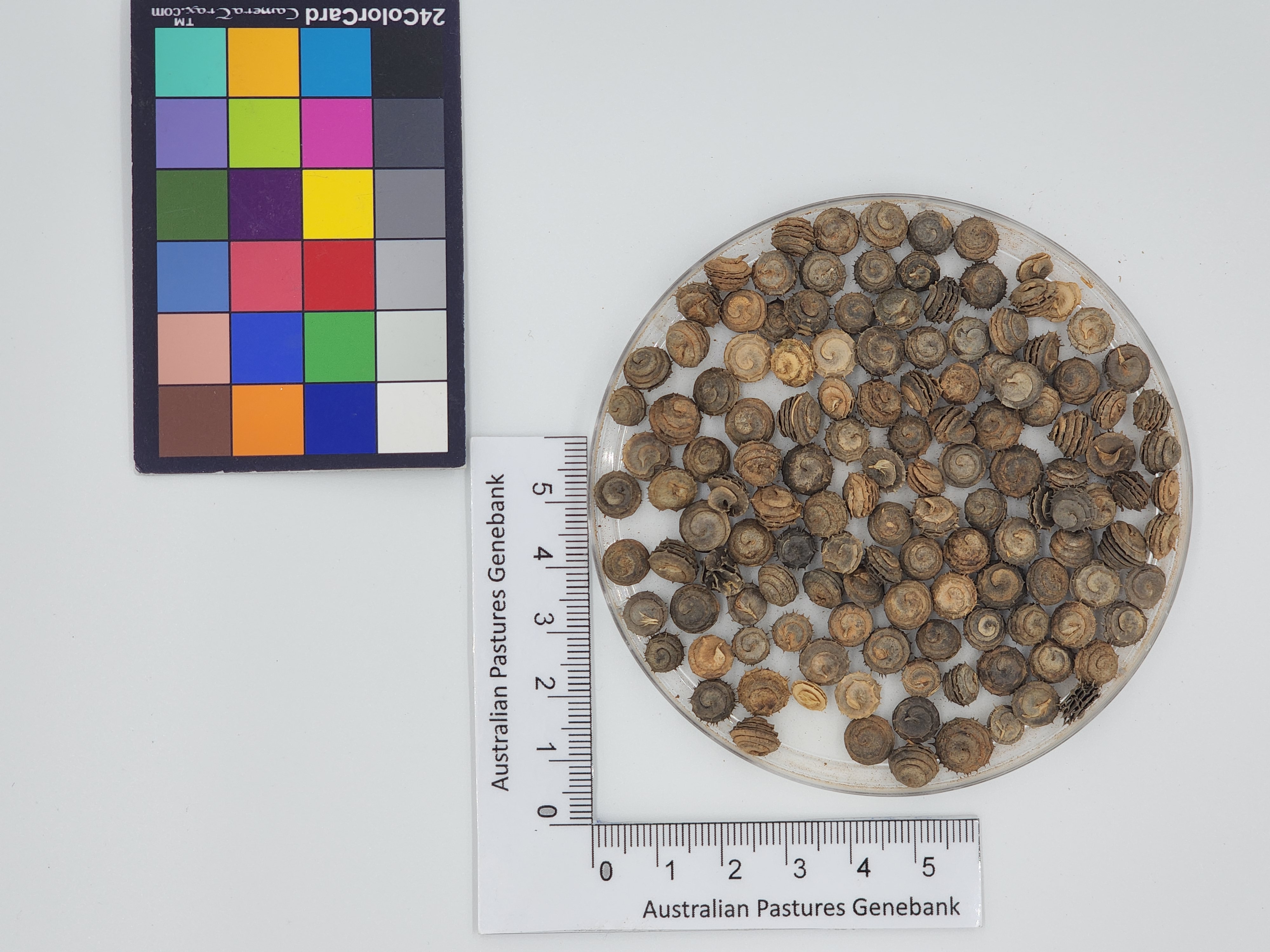Click for 1 image(s) for this accession. Image