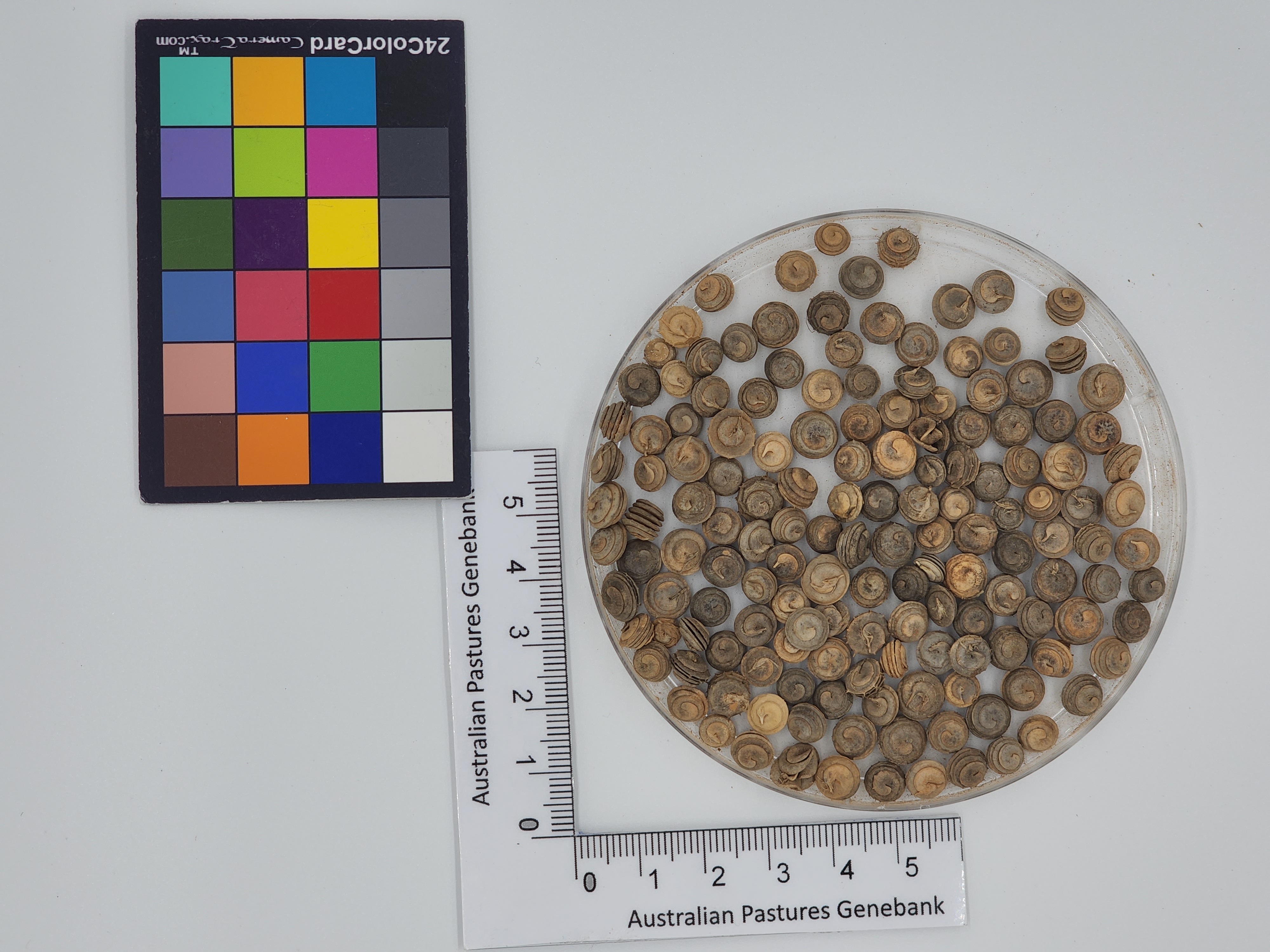 Click for 1 image(s) for this accession. Image