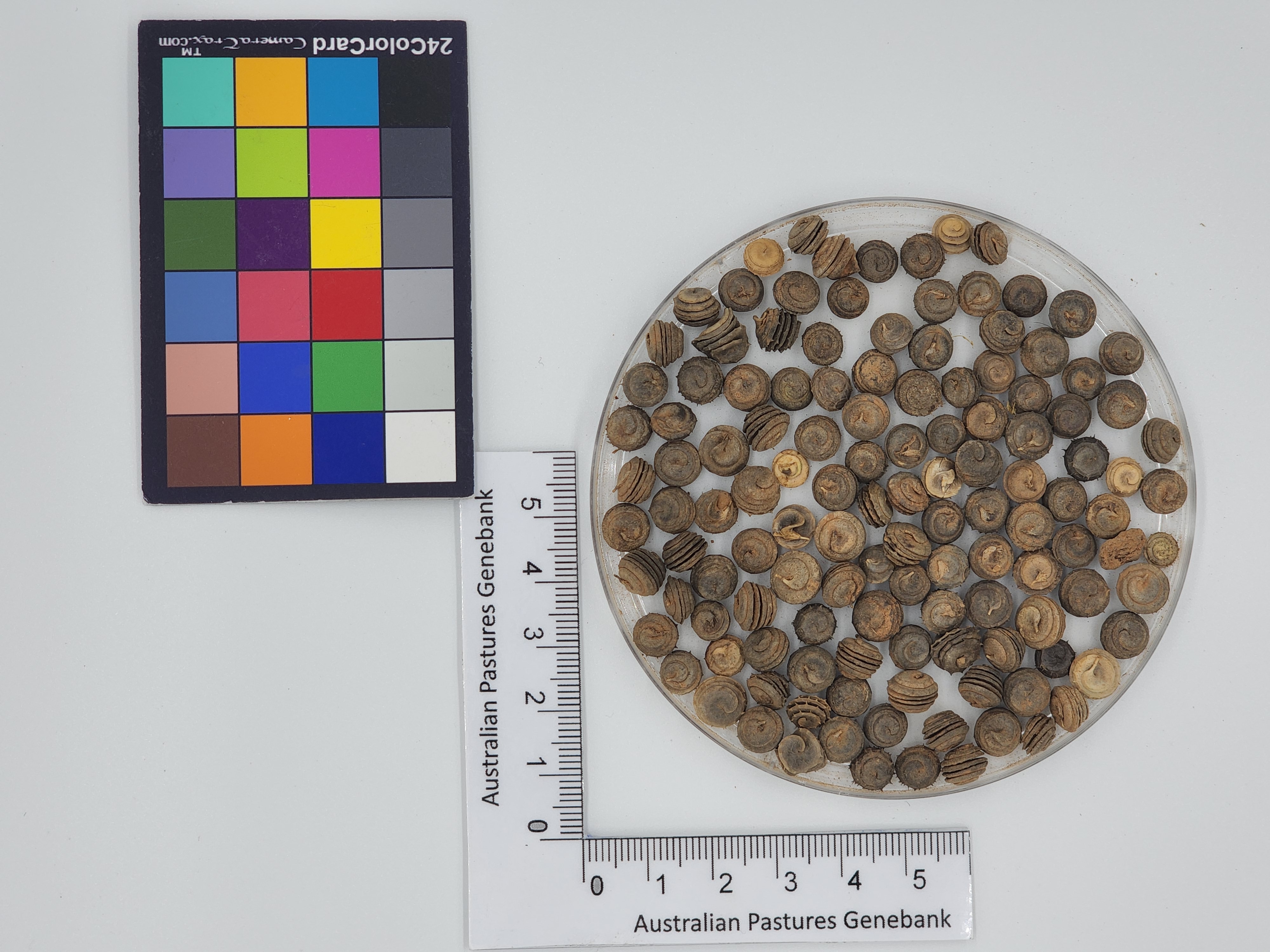 Click for 1 image(s) for this accession. Image