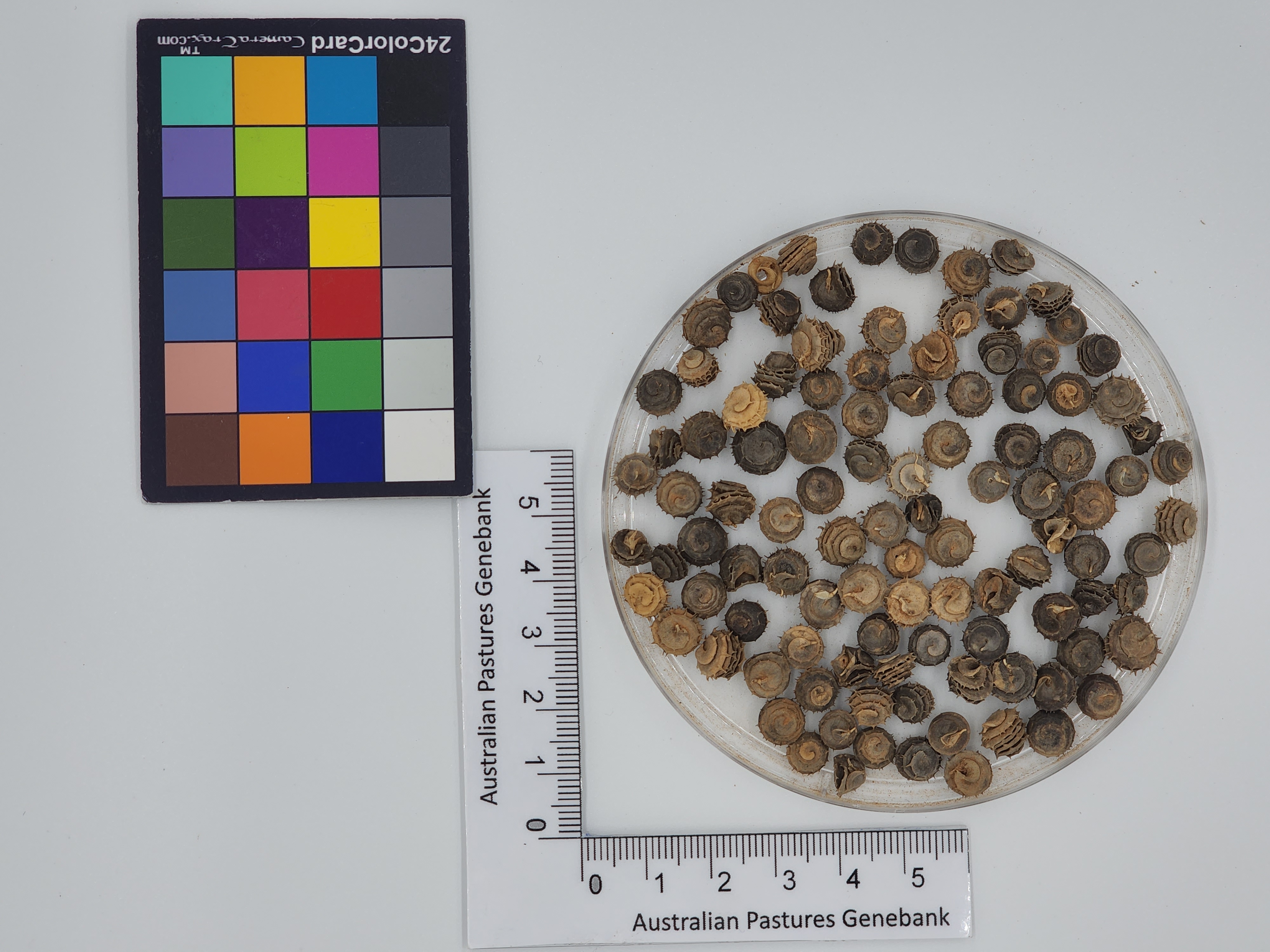 Click for 1 image(s) for this accession. Image