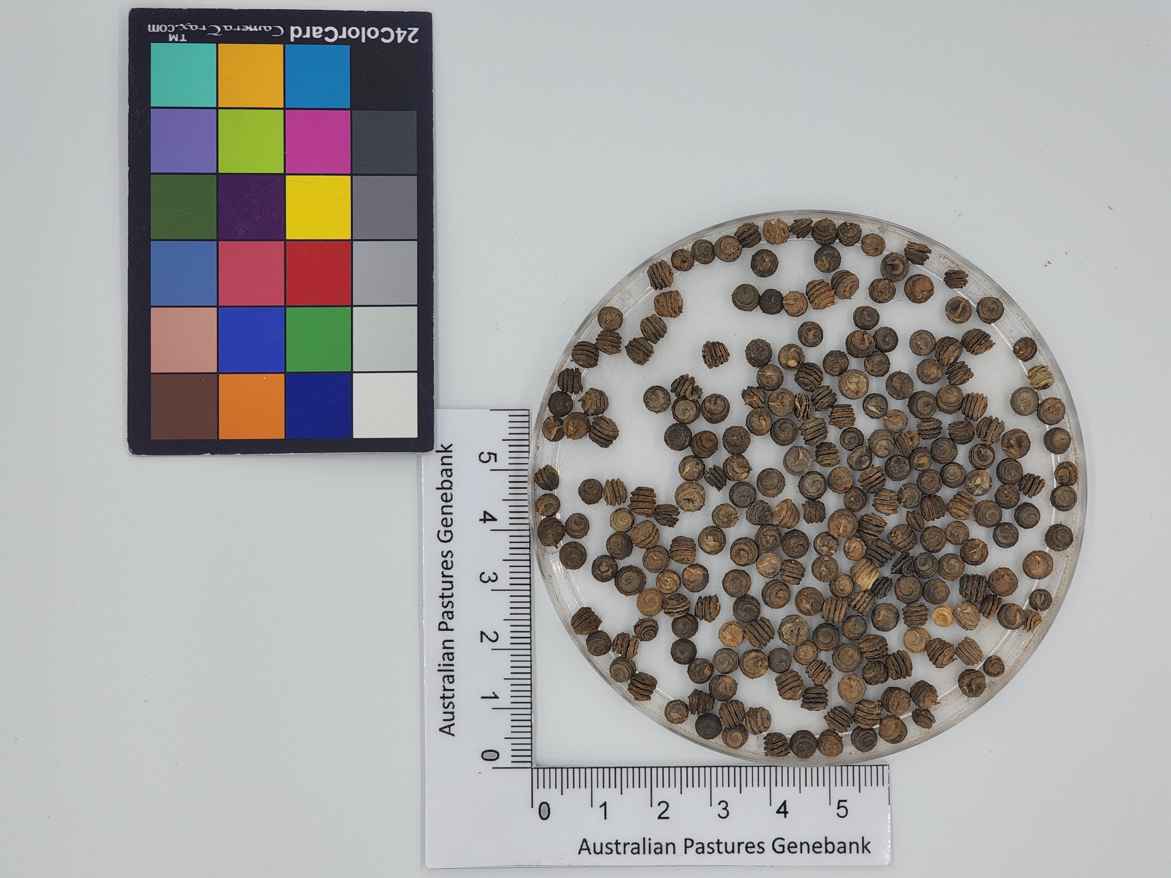 Click for 1 image(s) for this accession. Image