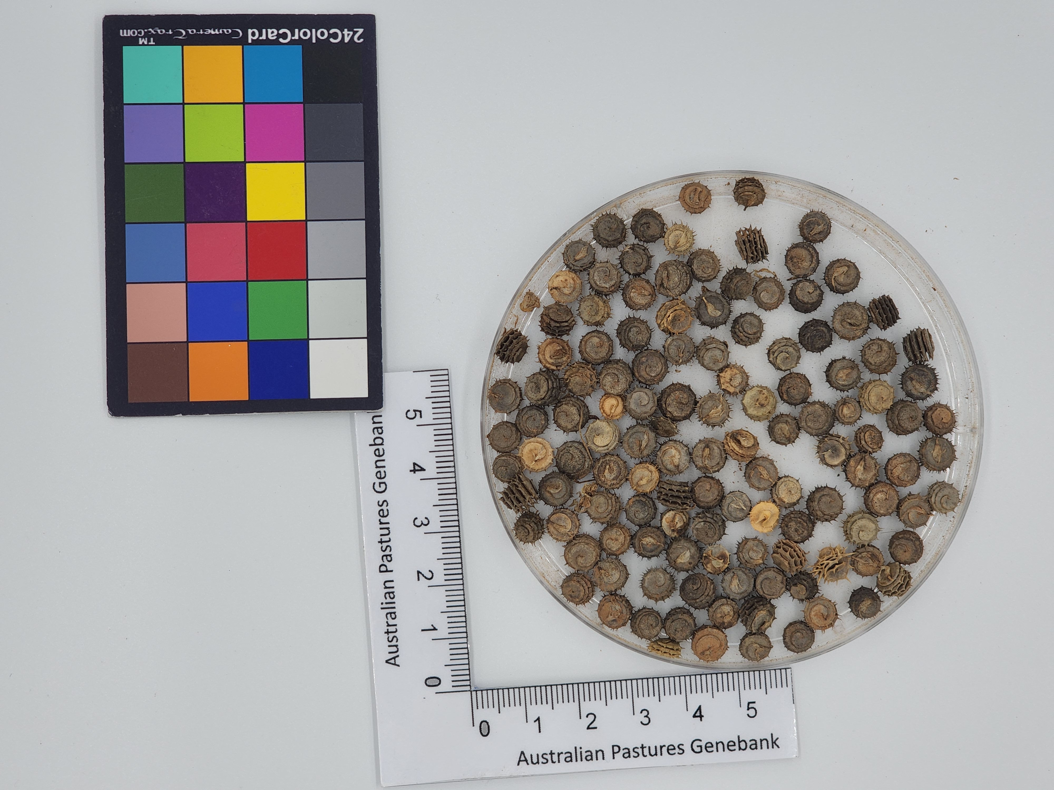 Click for 1 image(s) for this accession. Image
