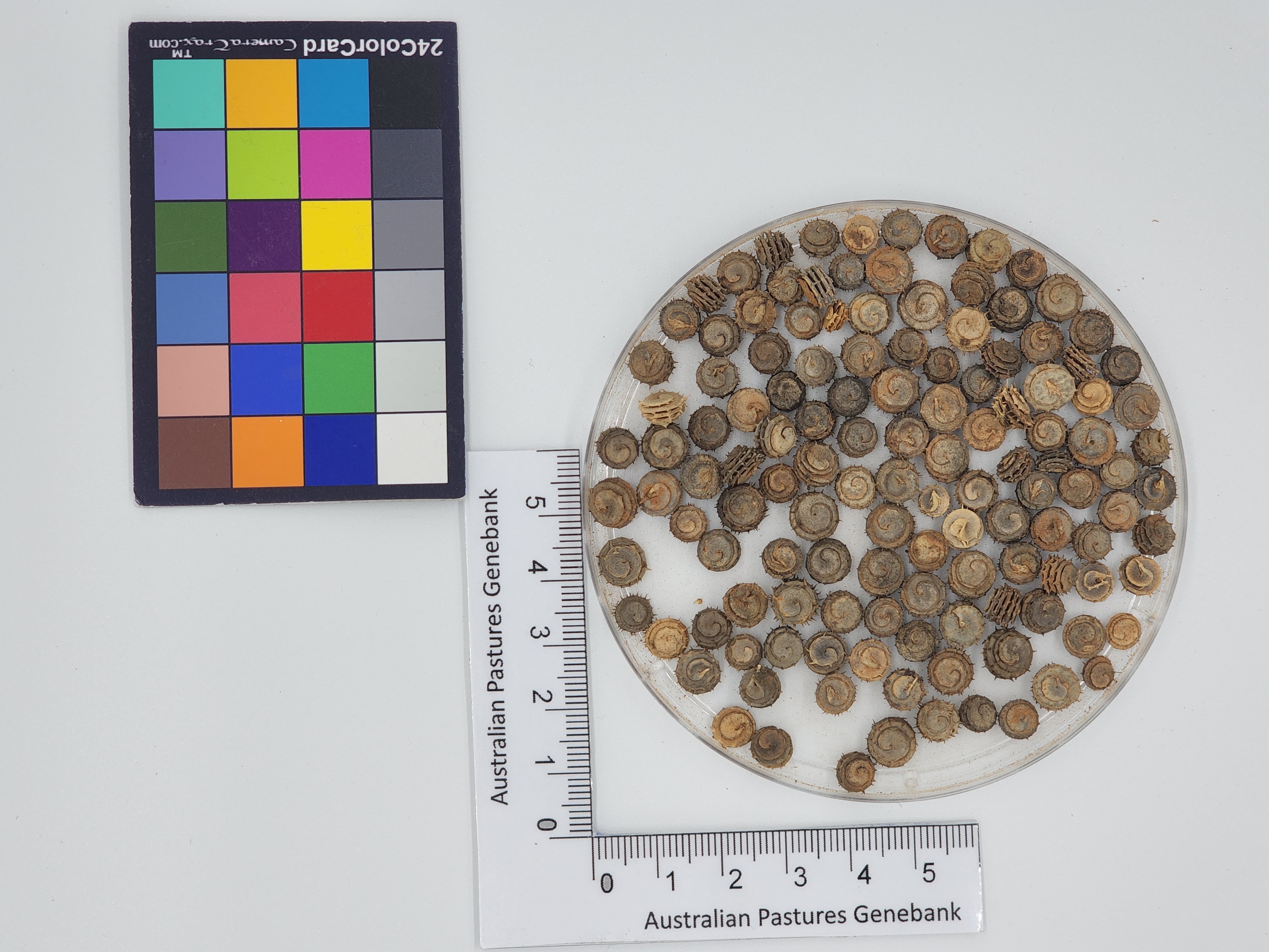 Click for 1 image(s) for this accession. Image