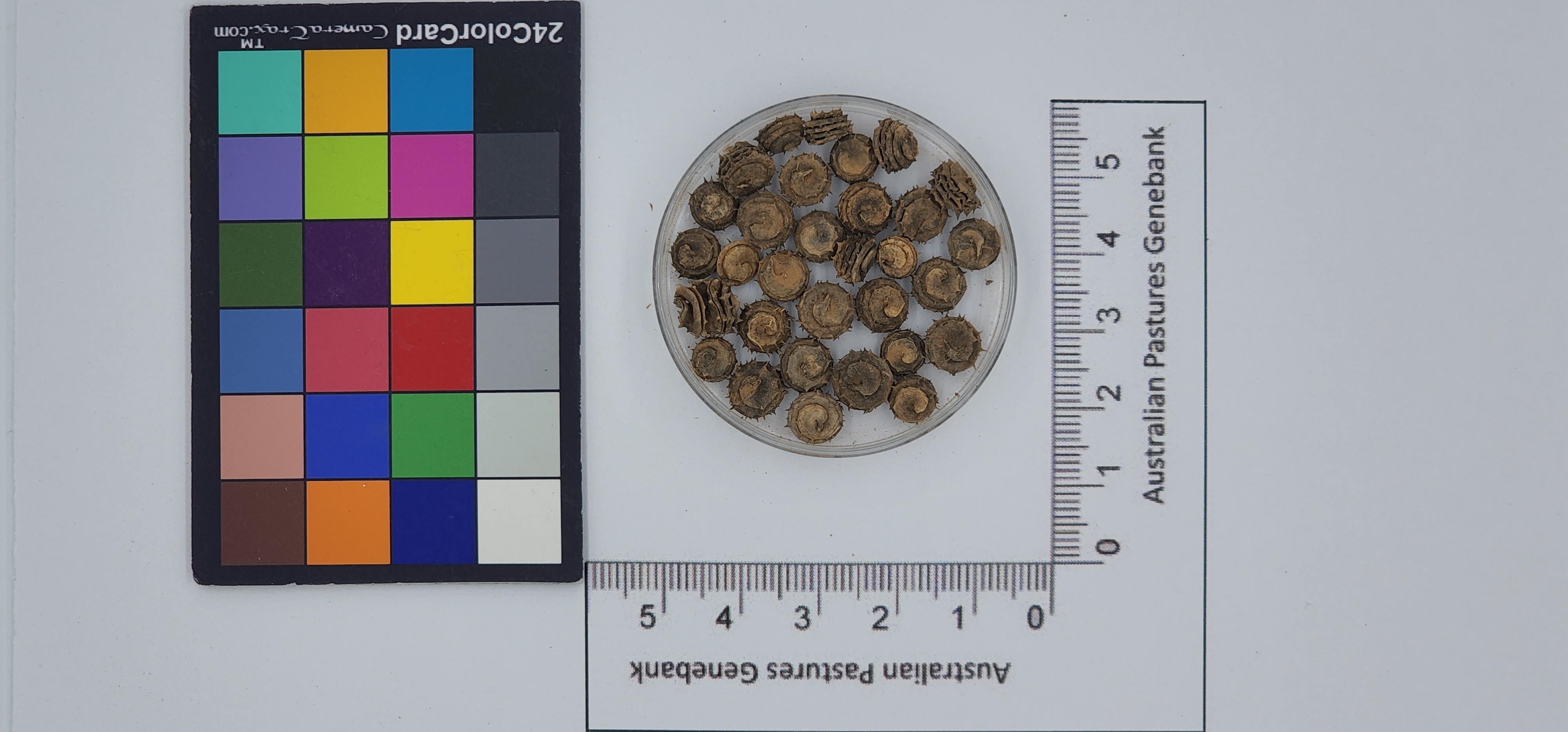 Click for 1 image(s) for this accession. Image