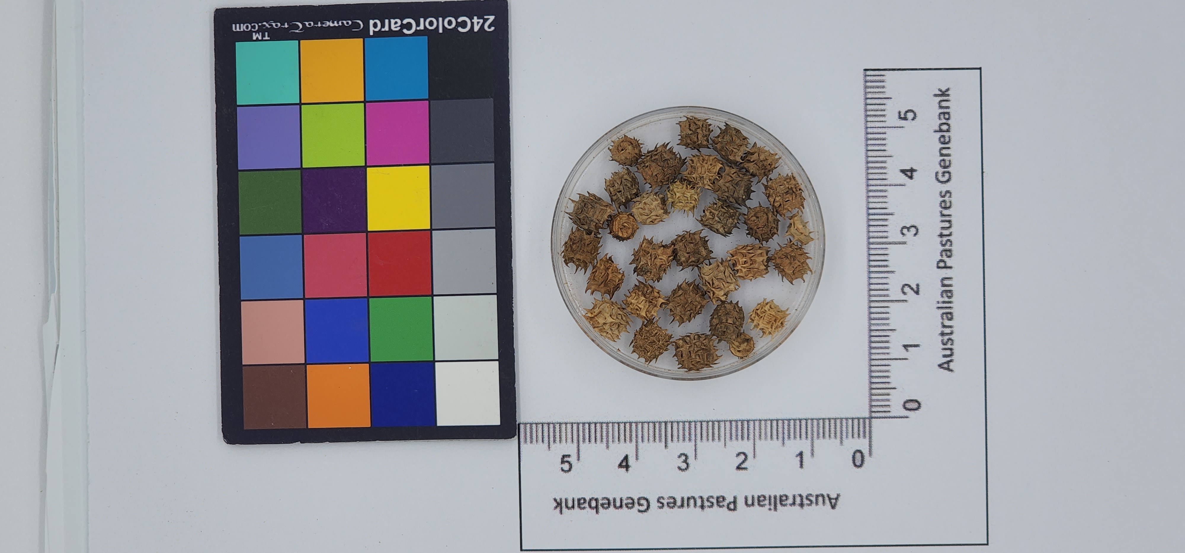 Click for 1 image(s) for this accession. Image