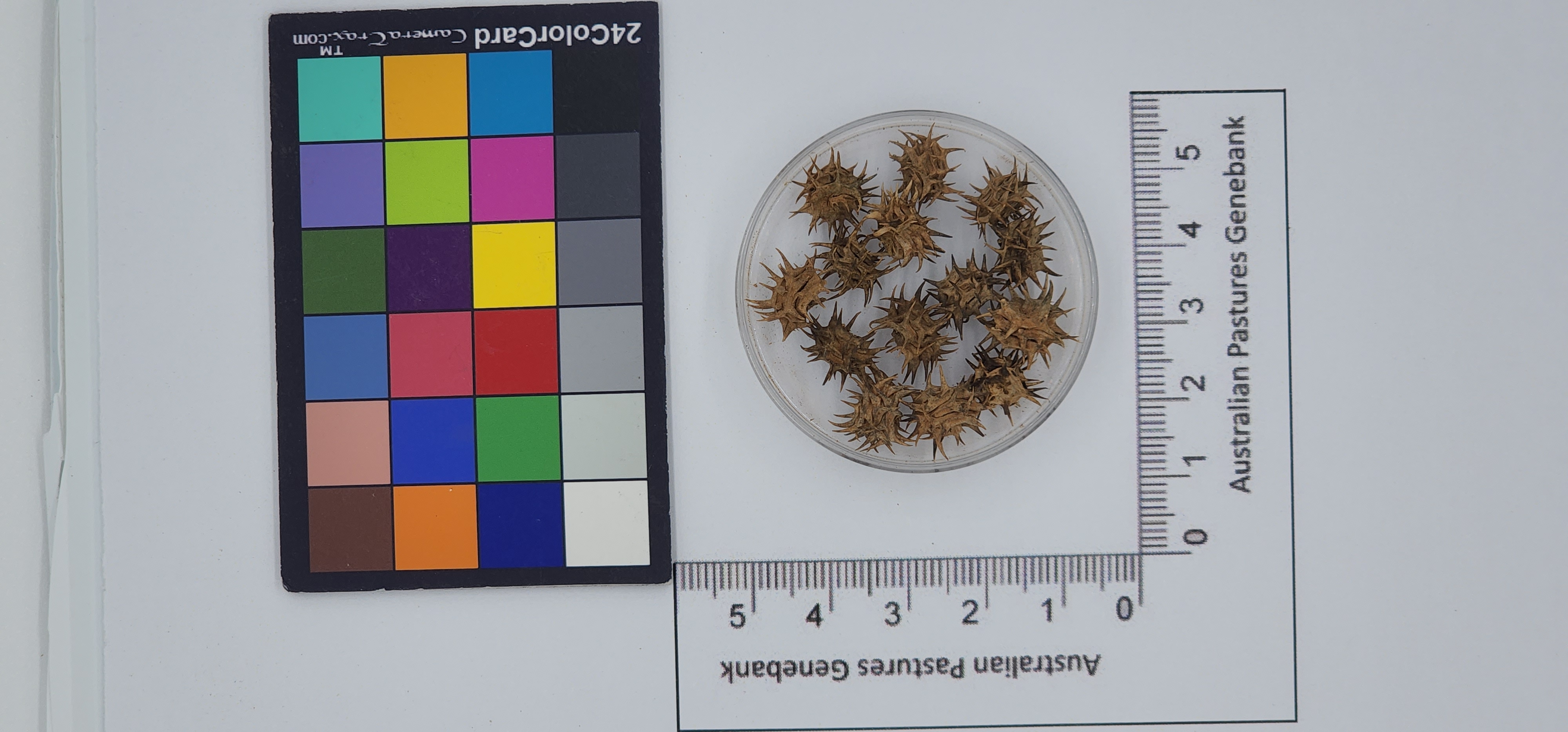 Click for 1 image(s) for this accession. Image