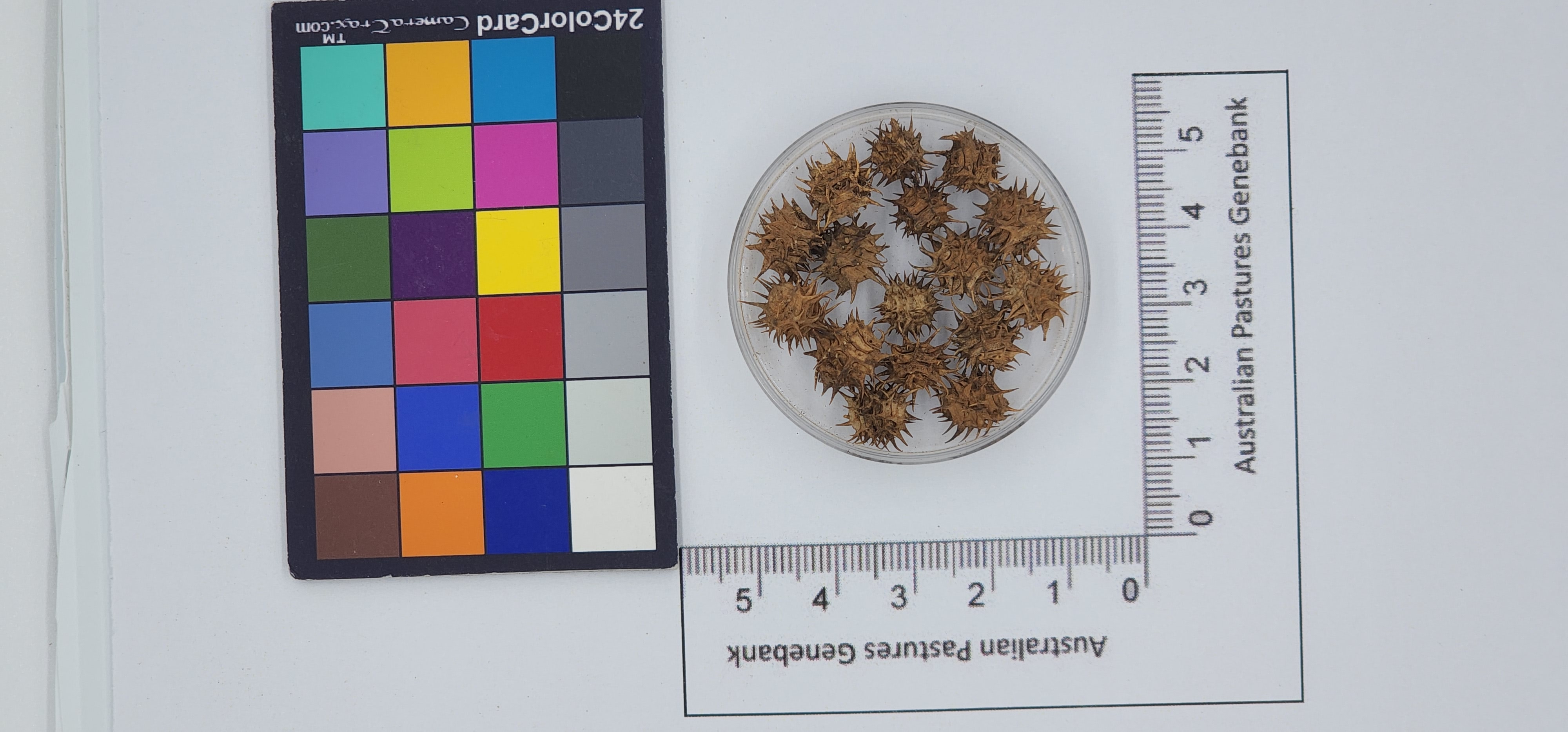 Click for 1 image(s) for this accession. Image