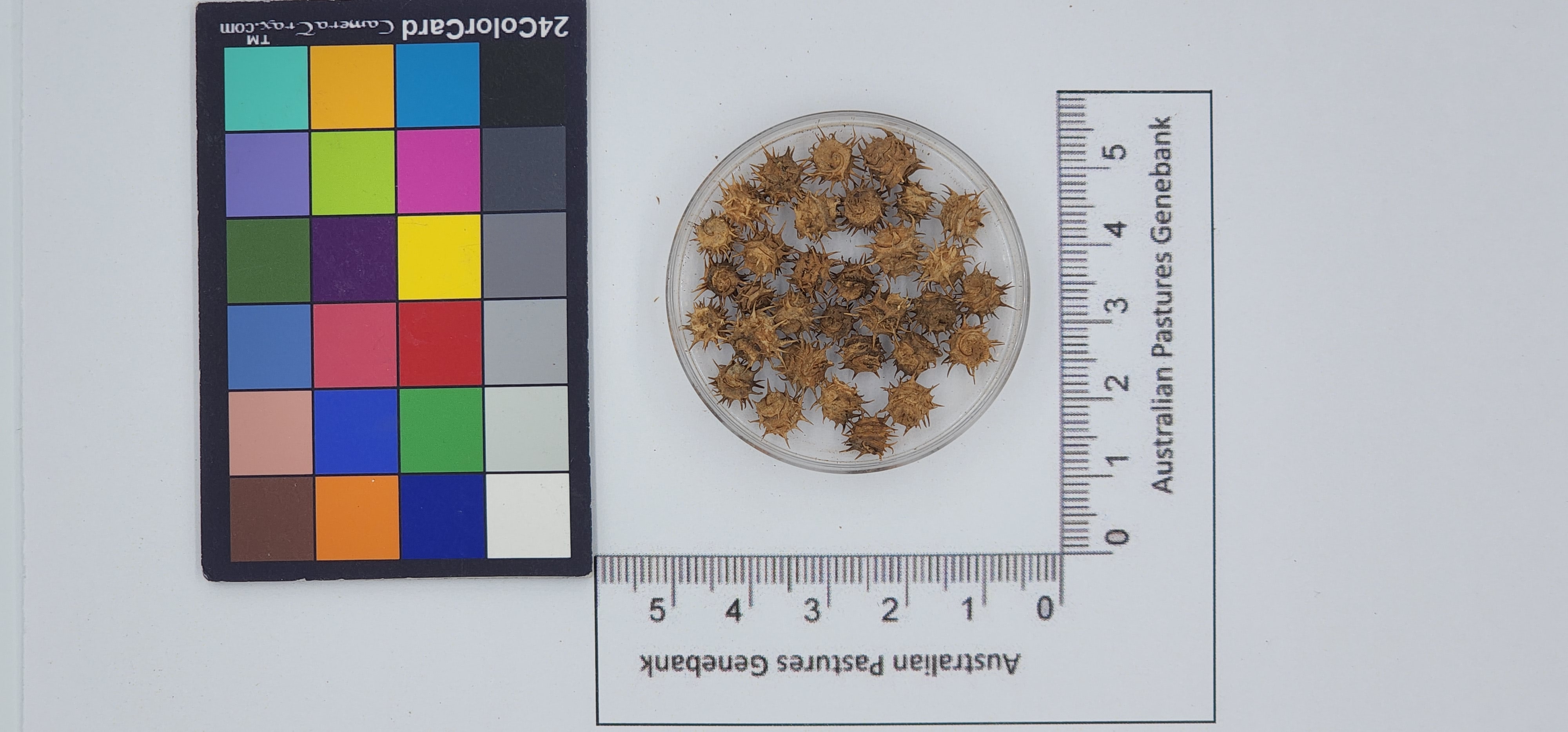Click for 1 image(s) for this accession. Image