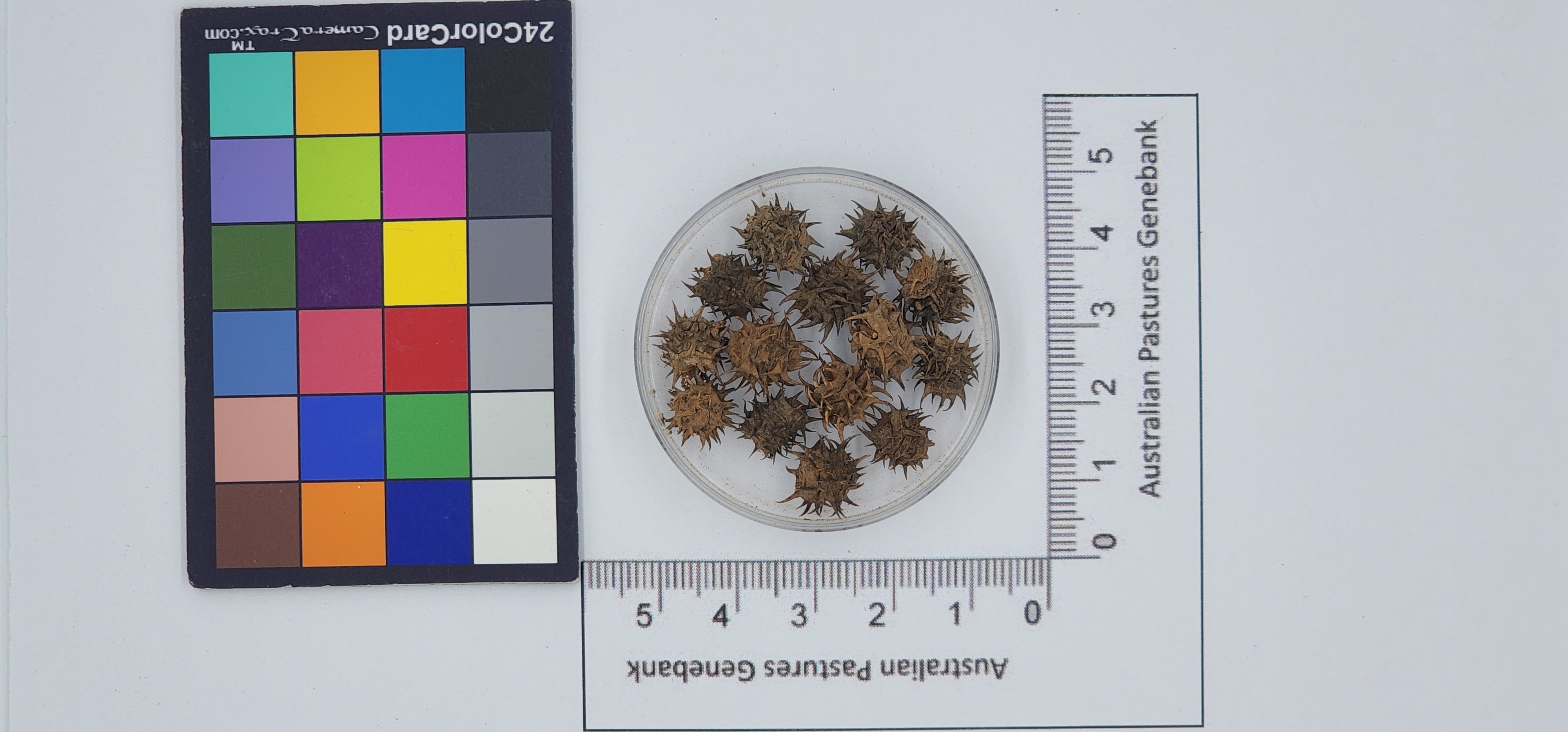 Click for 1 image(s) for this accession. Image