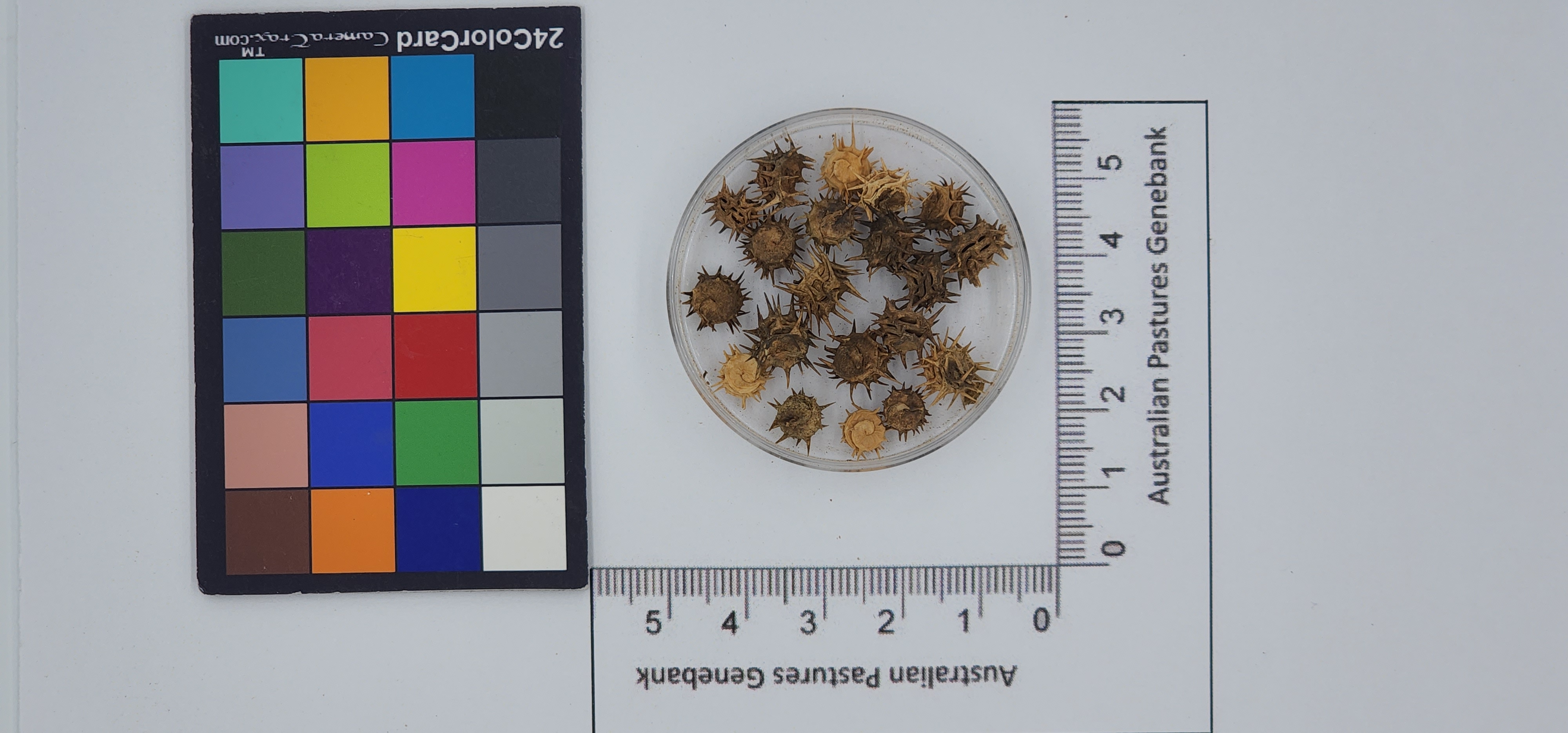 Click for 1 image(s) for this accession. Image