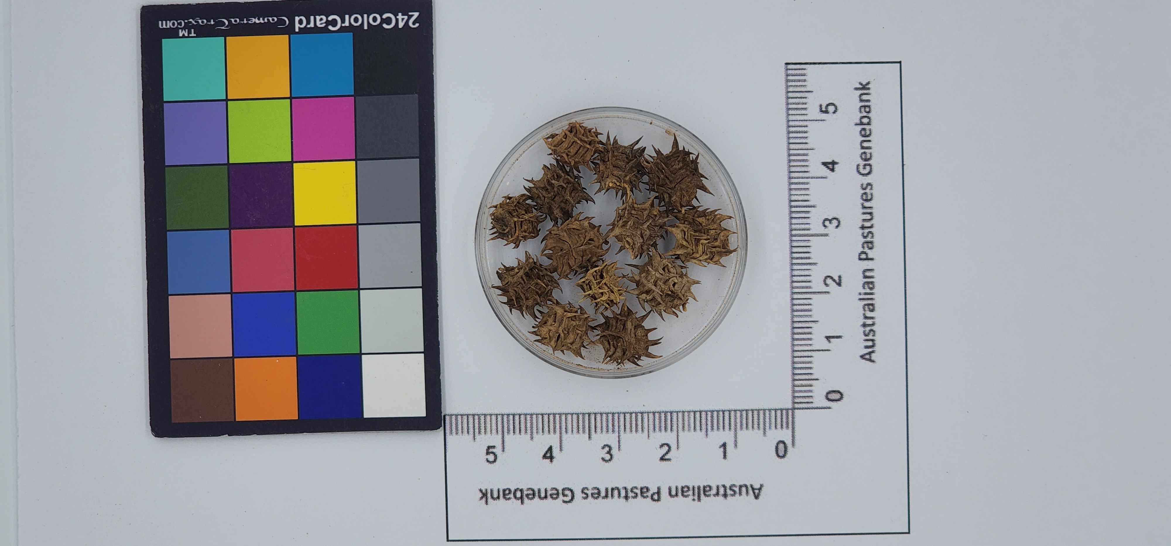 Click for 1 image(s) for this accession. Image