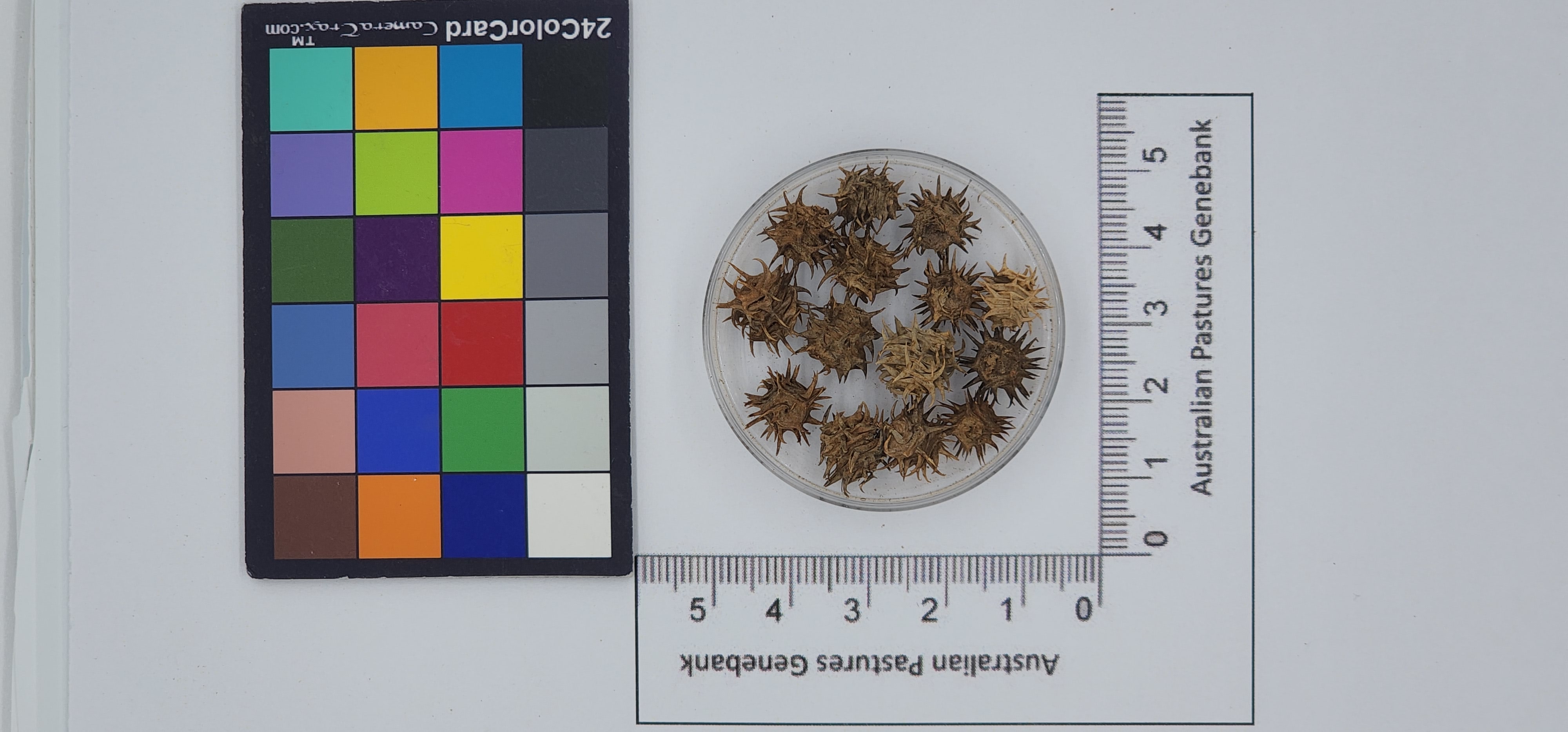 Click for 1 image(s) for this accession. Image