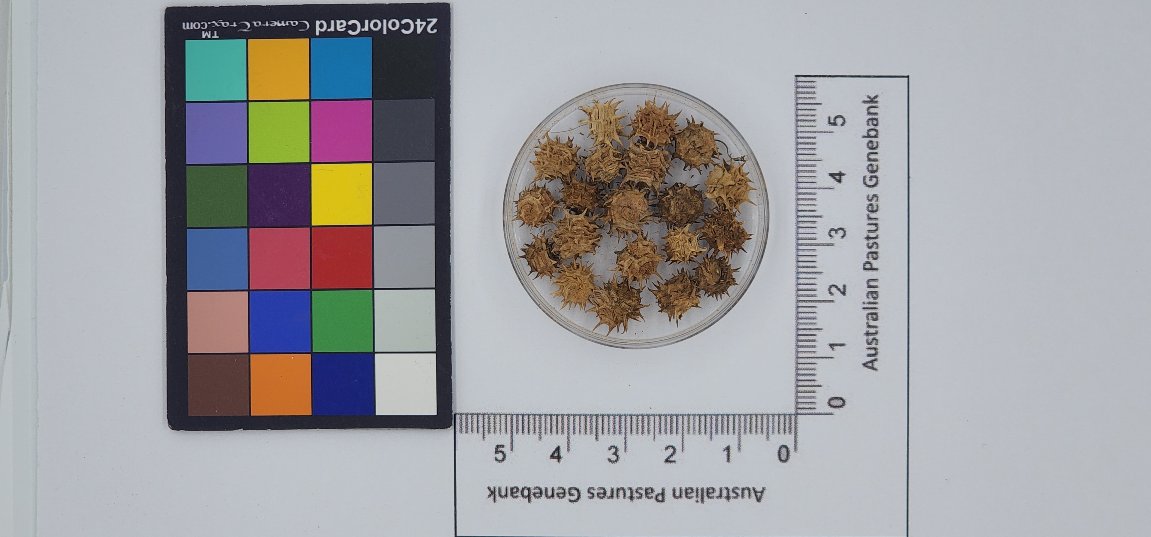 Click for 1 image(s) for this accession. Image