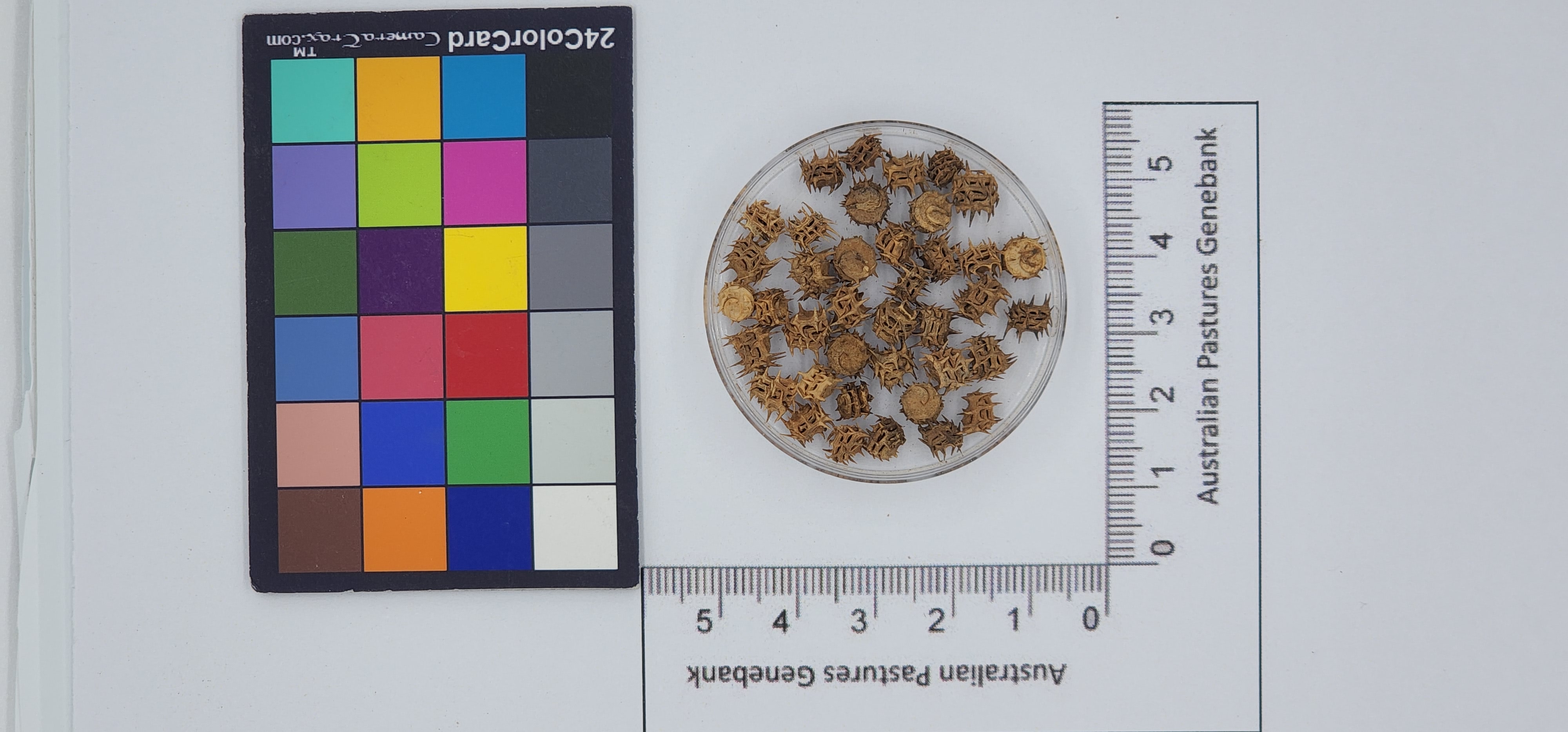 Click for 1 image(s) for this accession. Image