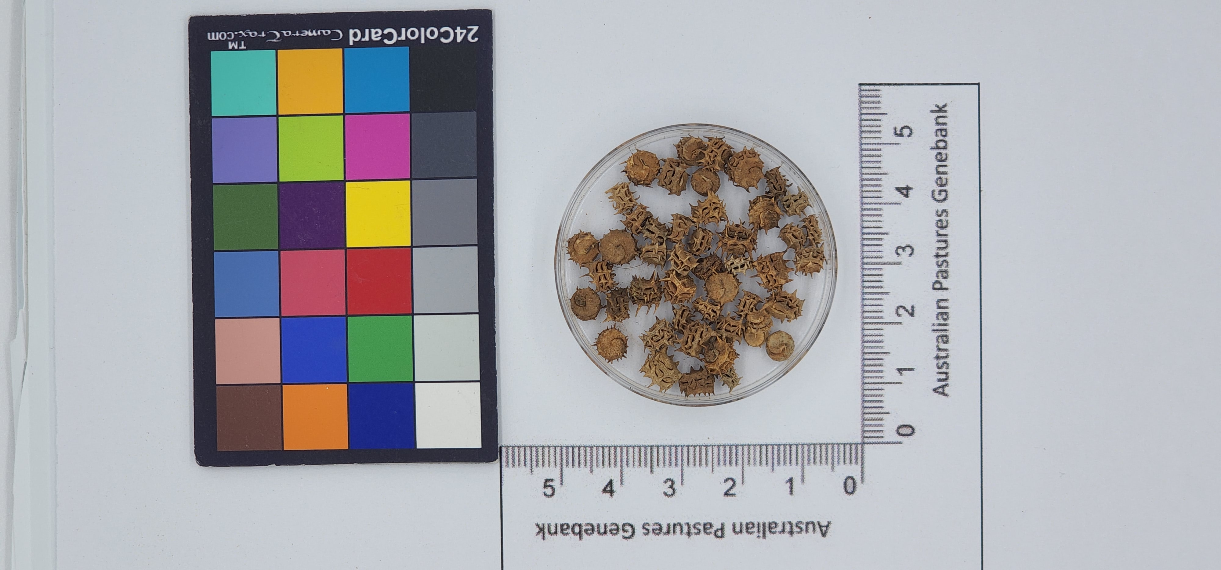Click for 1 image(s) for this accession. Image