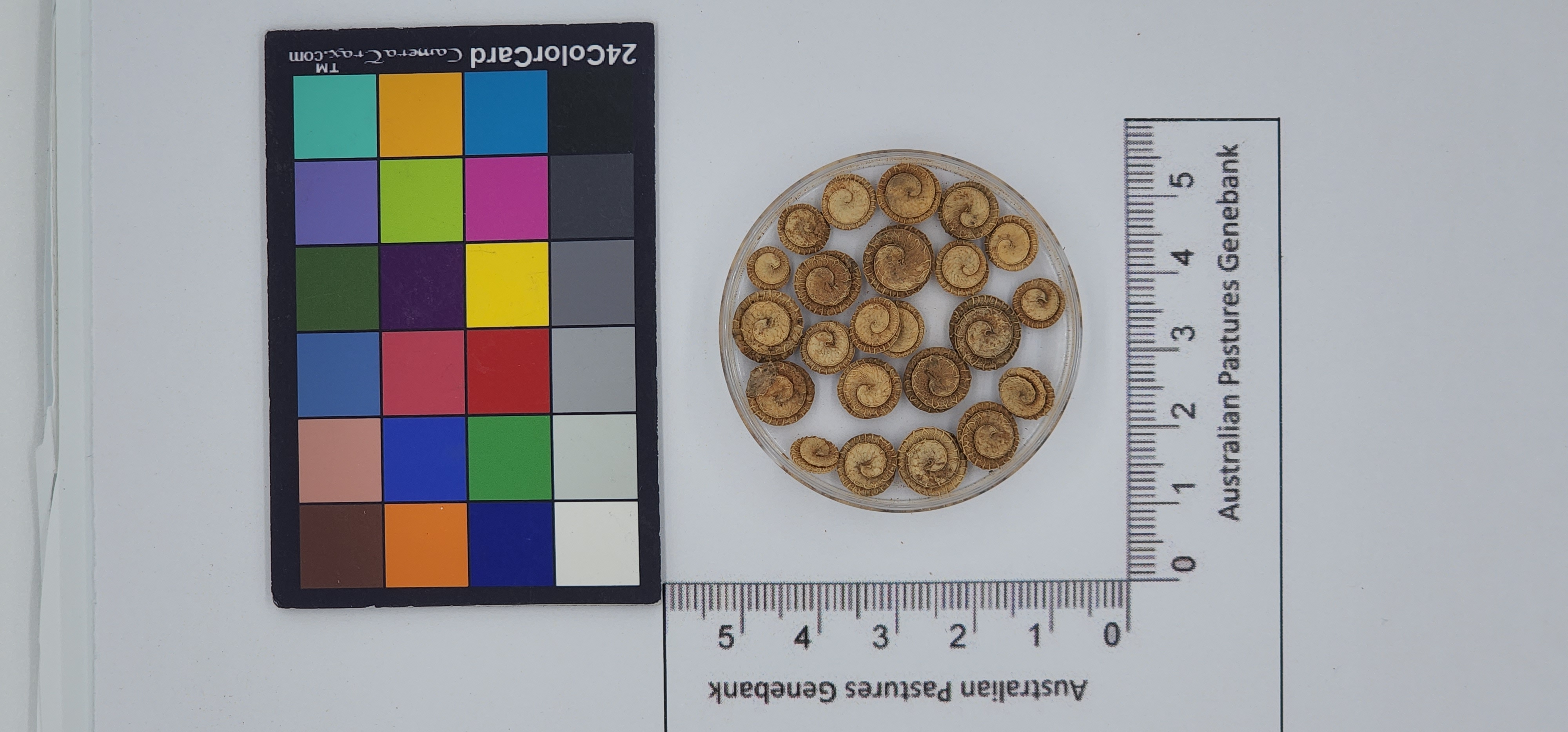 Click for 1 image(s) for this accession. Image
