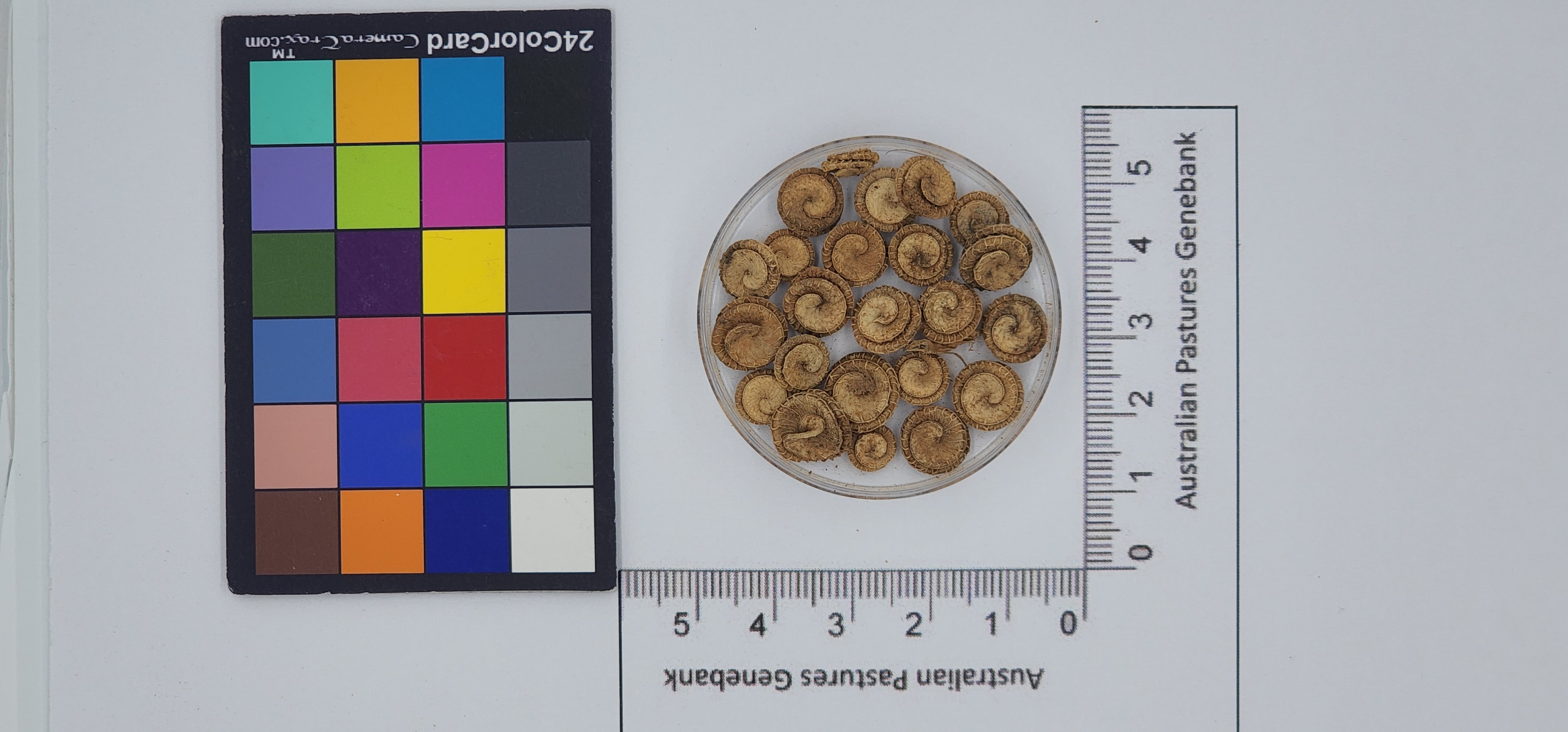 Click for 1 image(s) for this accession. Image