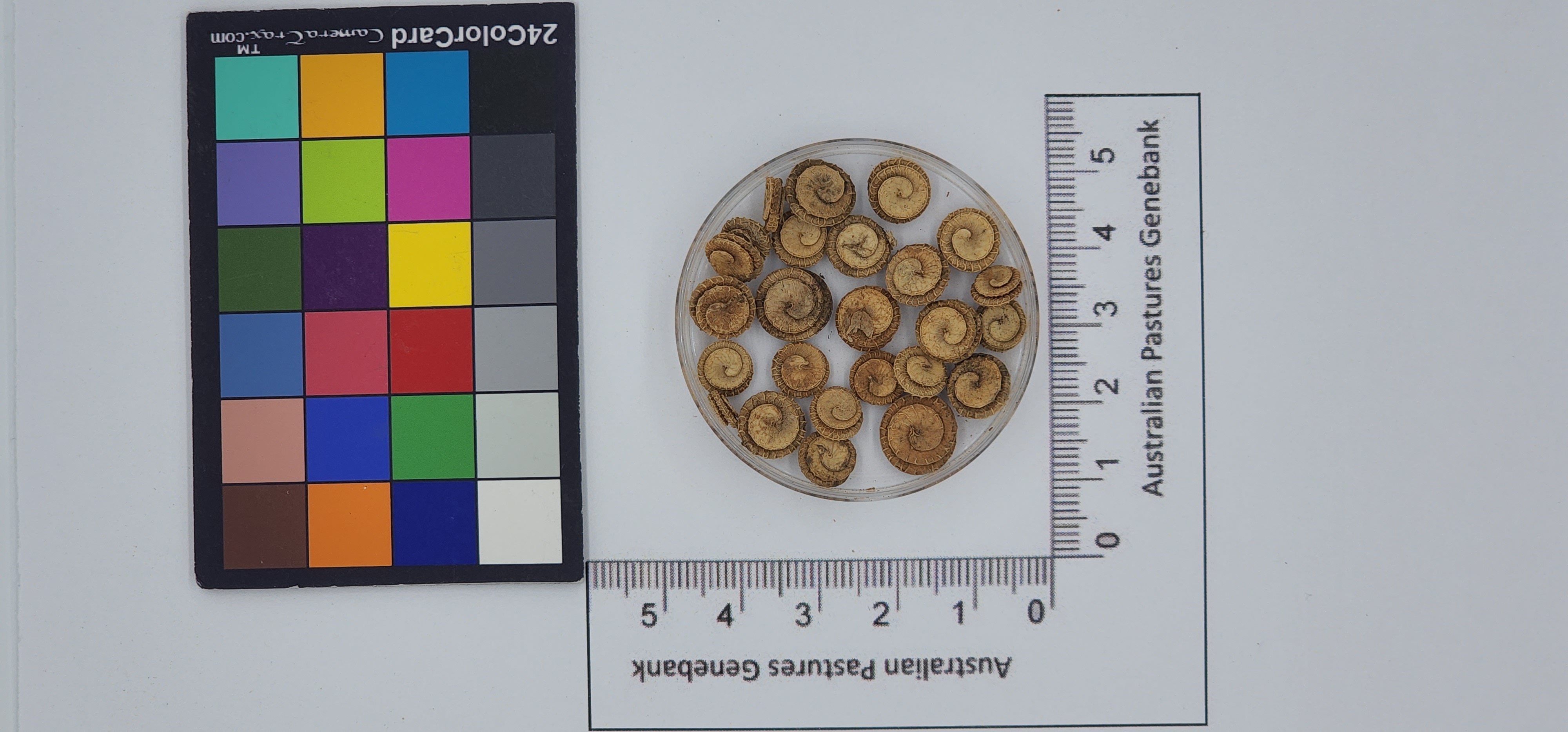 Click for 1 image(s) for this accession. Image