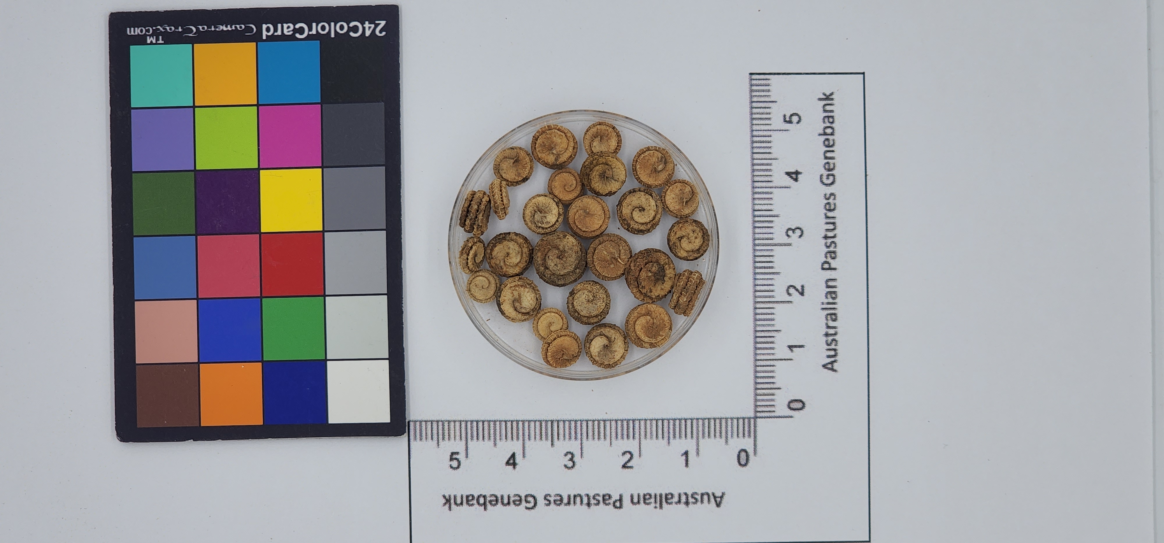 Click for 1 image(s) for this accession. Image