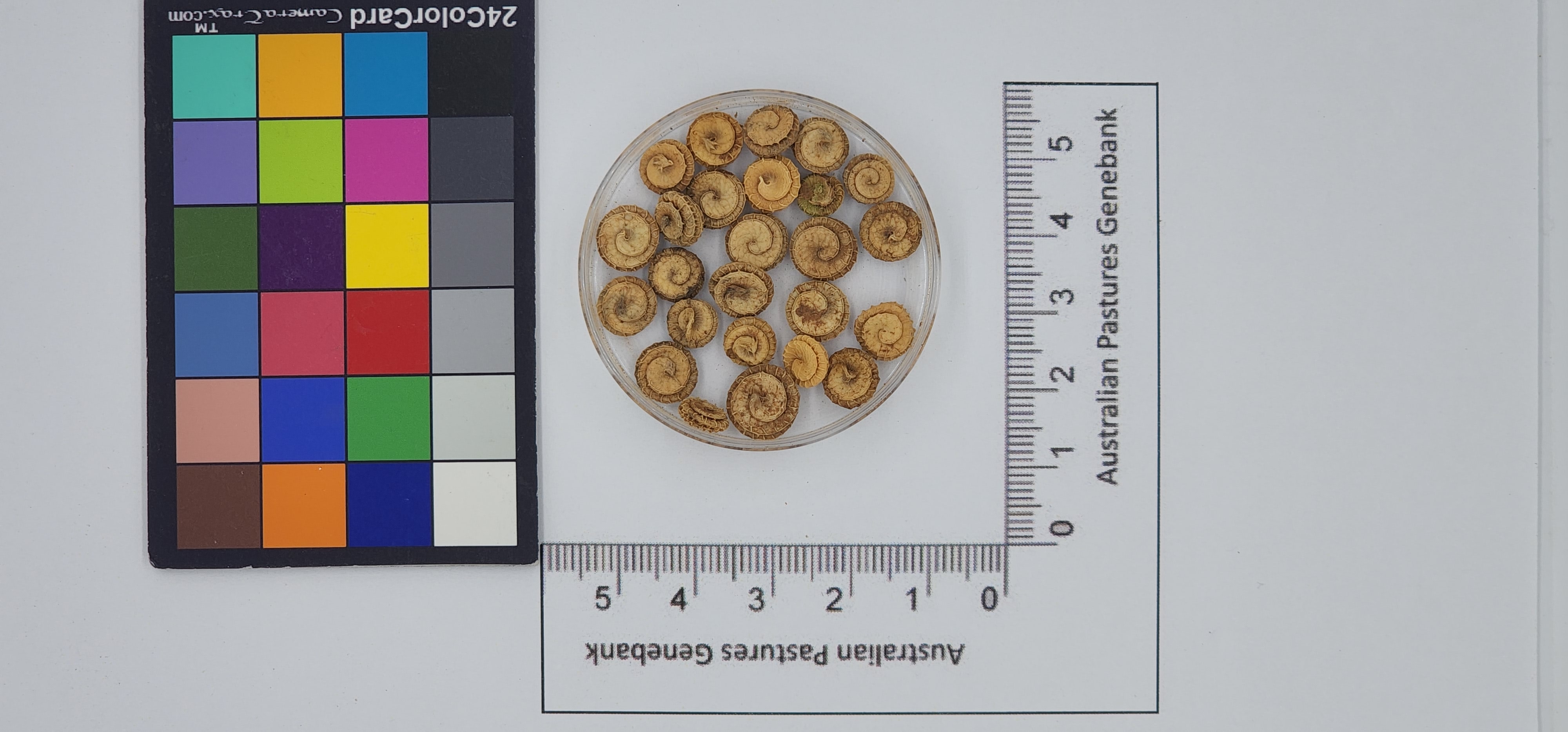 Click for 1 image(s) for this accession. Image