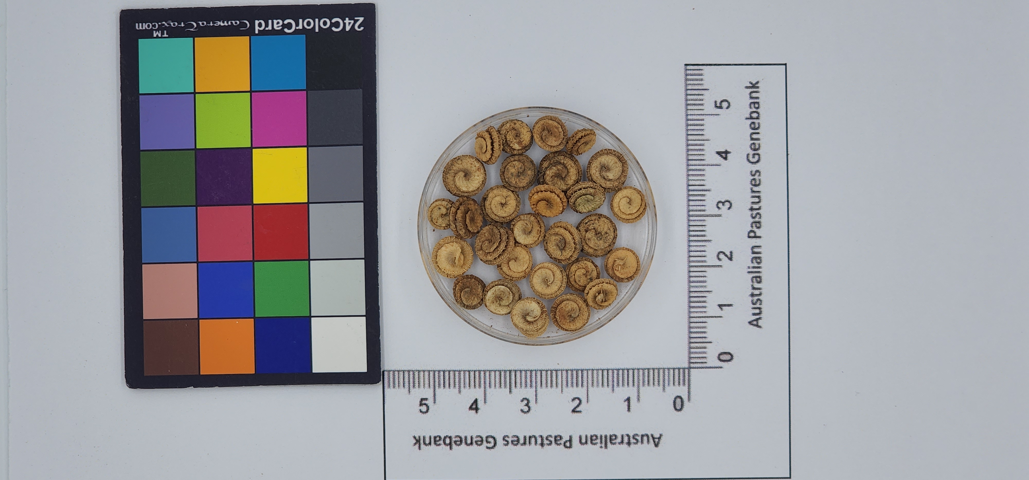 Click for 1 image(s) for this accession. Image