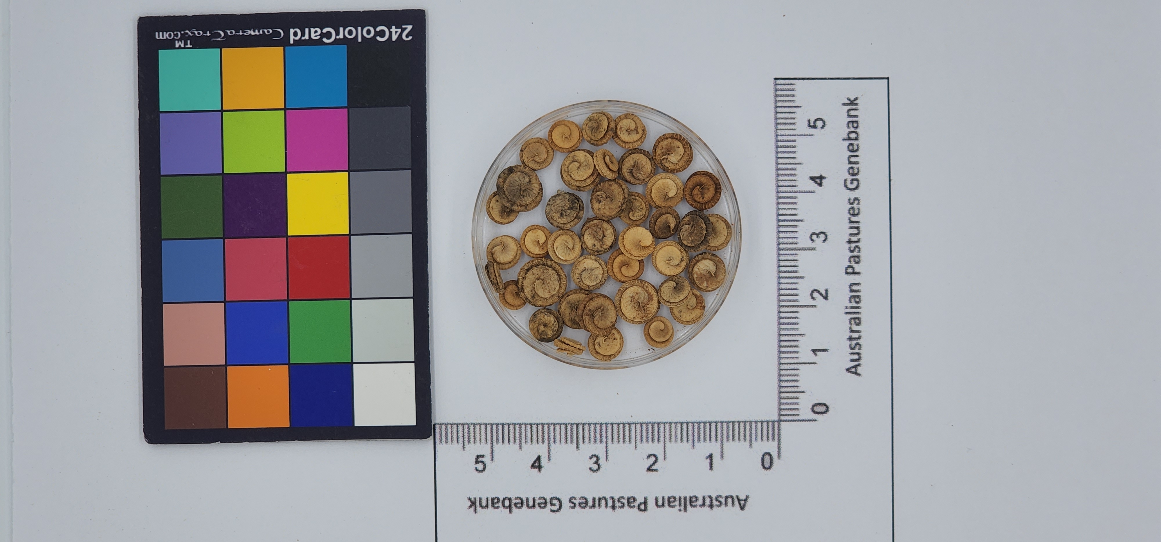 Click for 1 image(s) for this accession. Image
