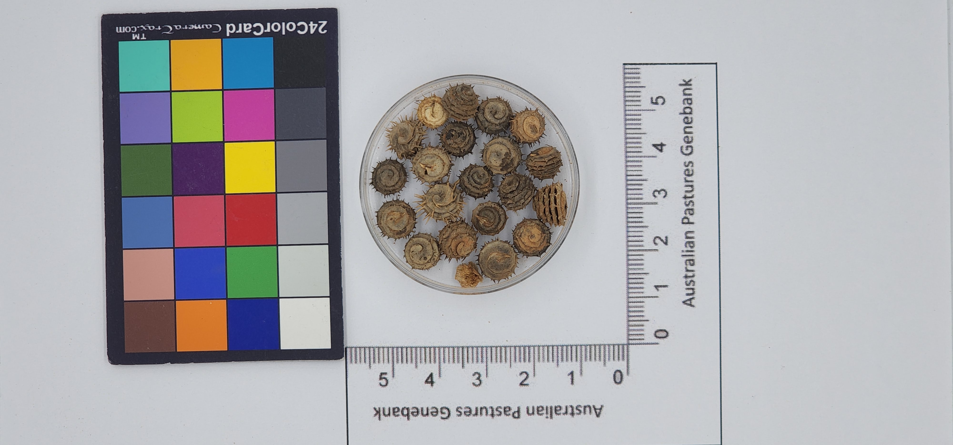 Click for 1 image(s) for this accession. Image