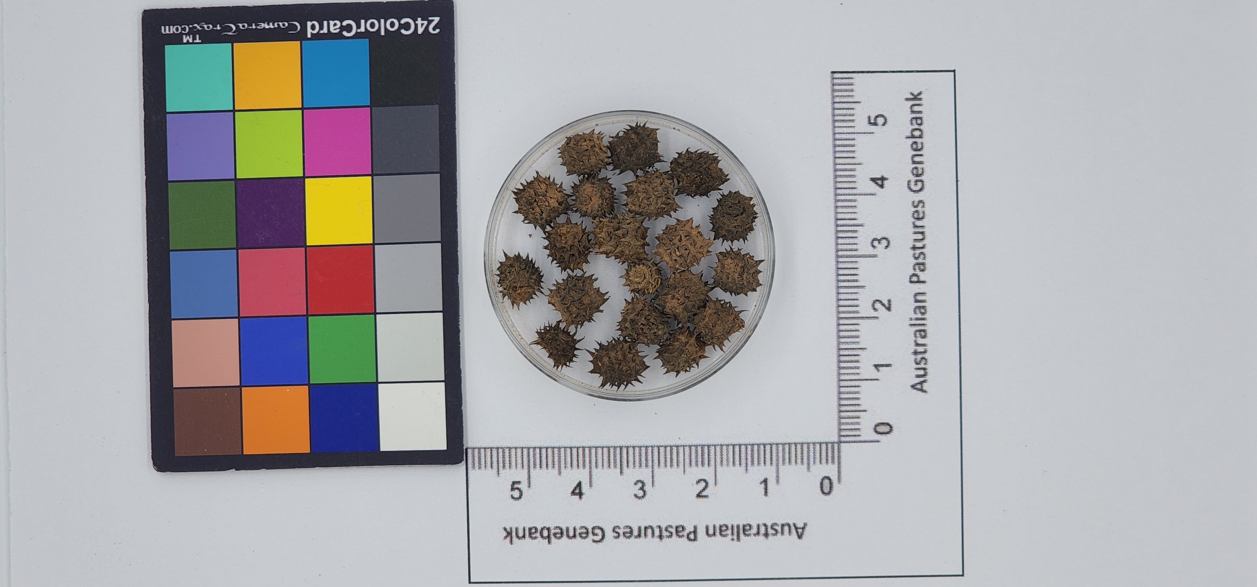 Click for 1 image(s) for this accession. Image