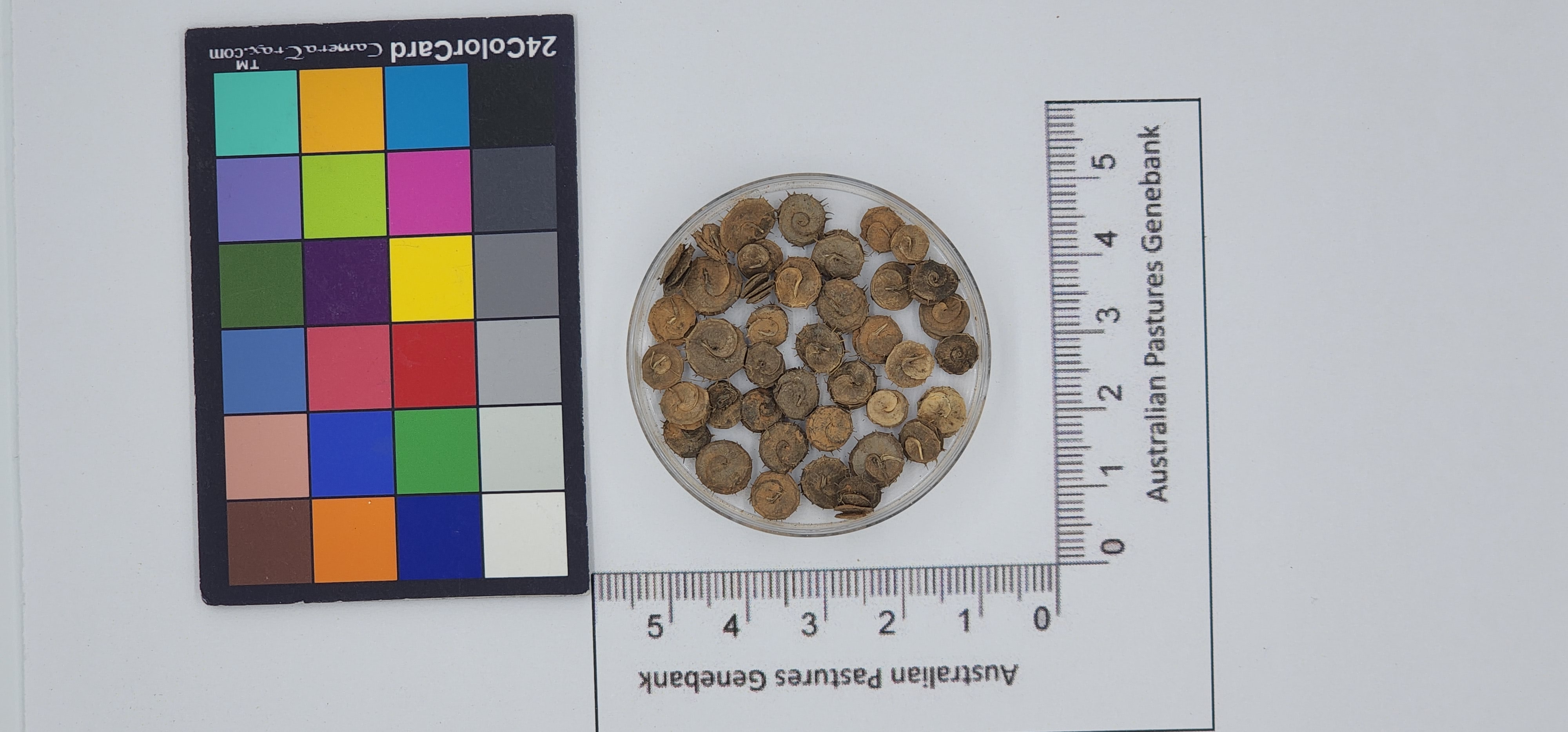 Click for 1 image(s) for this accession. Image