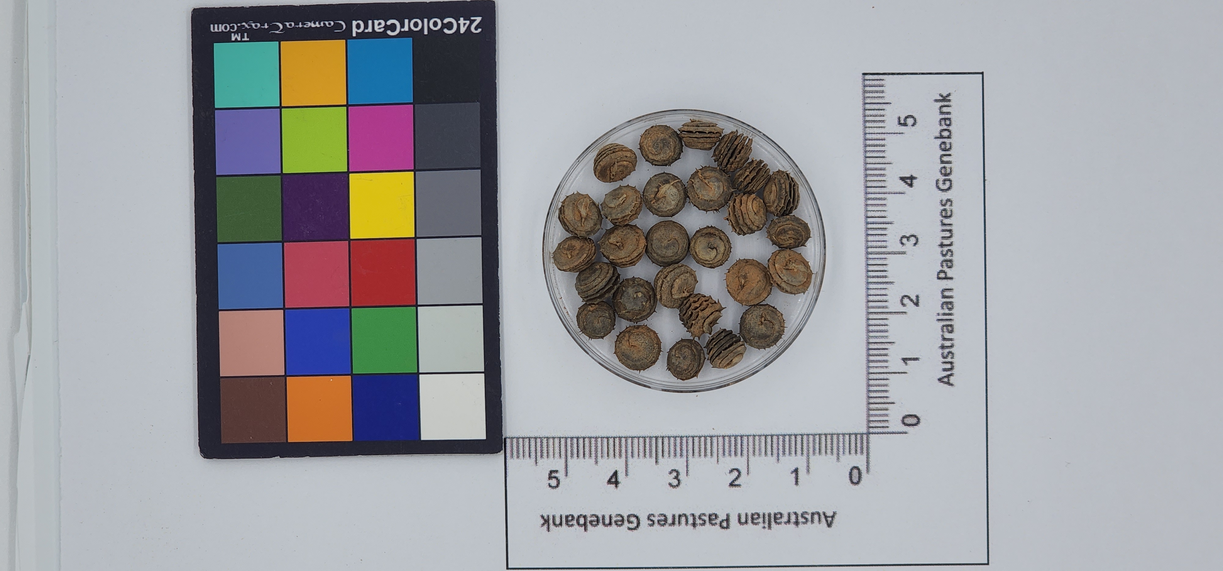 Click for 1 image(s) for this accession. Image