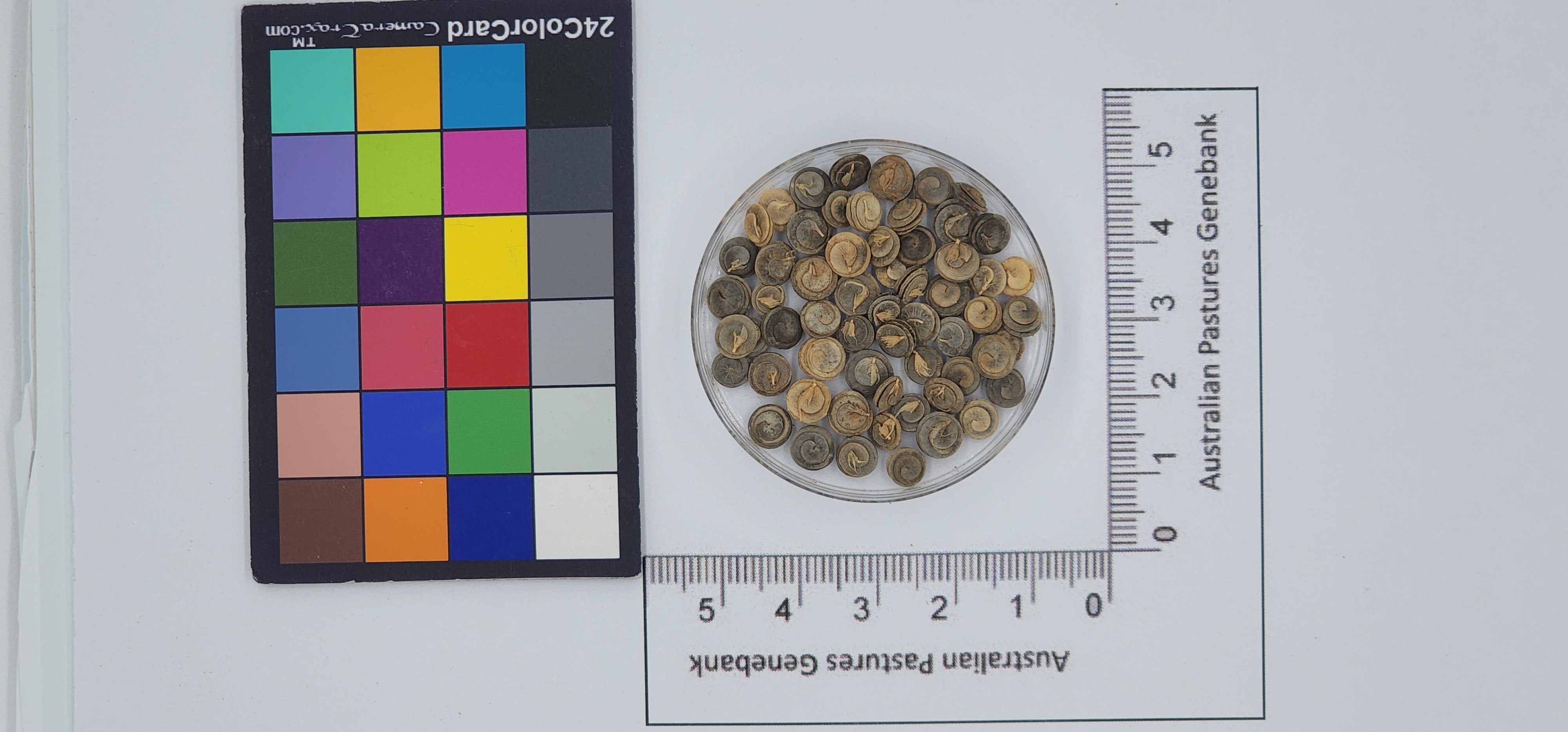 Click for 1 image(s) for this accession. Image