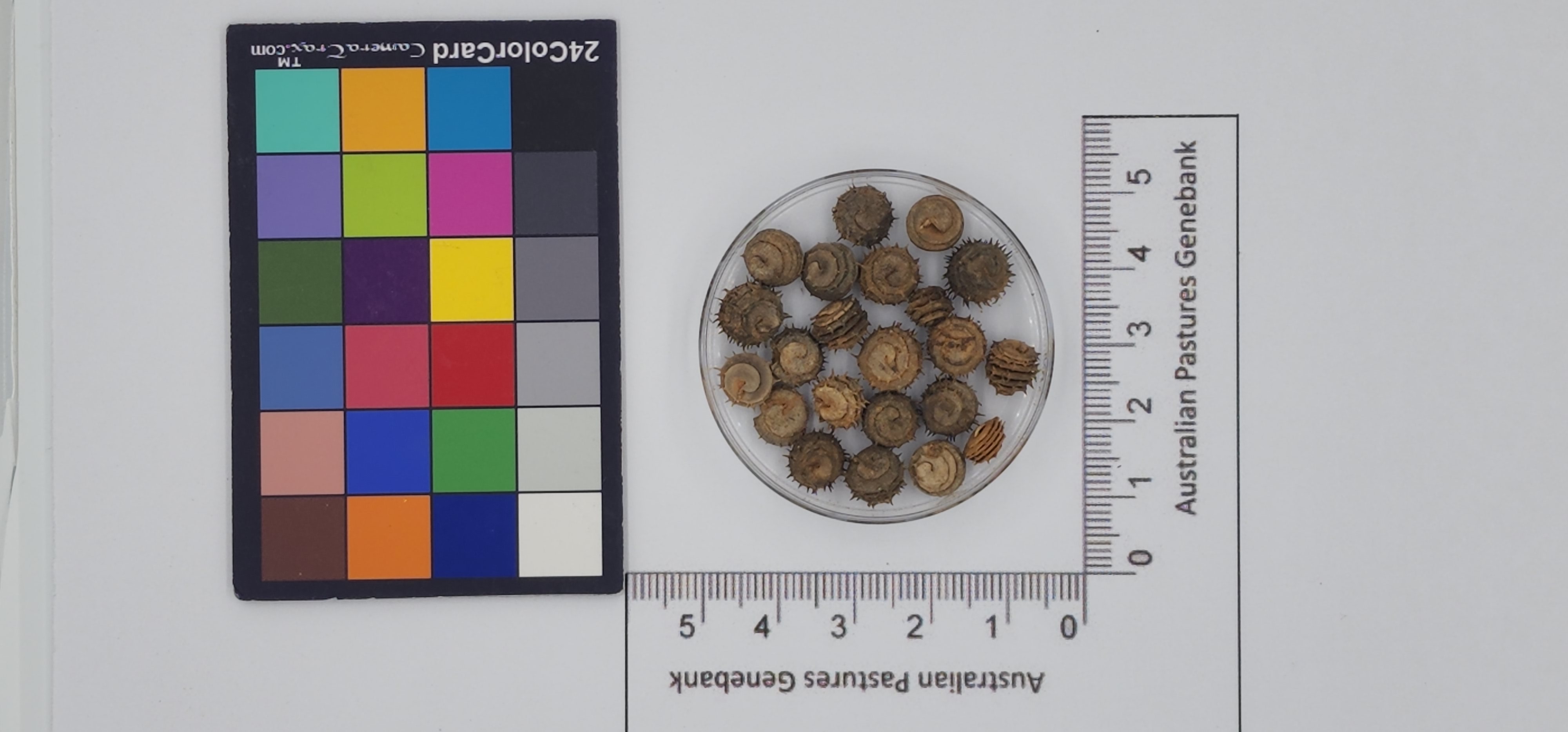 Click for 1 image(s) for this accession. Image