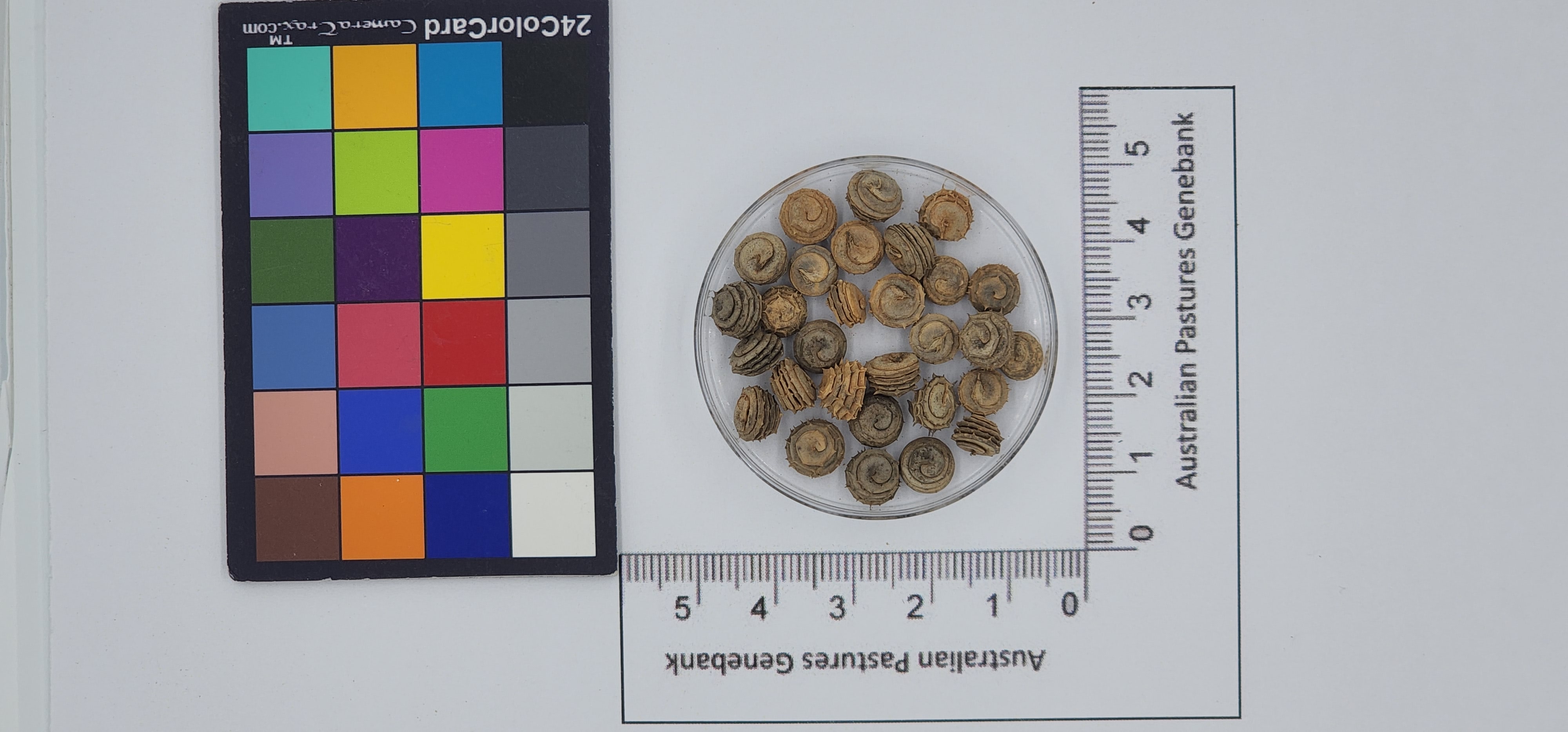 Click for 1 image(s) for this accession. Image