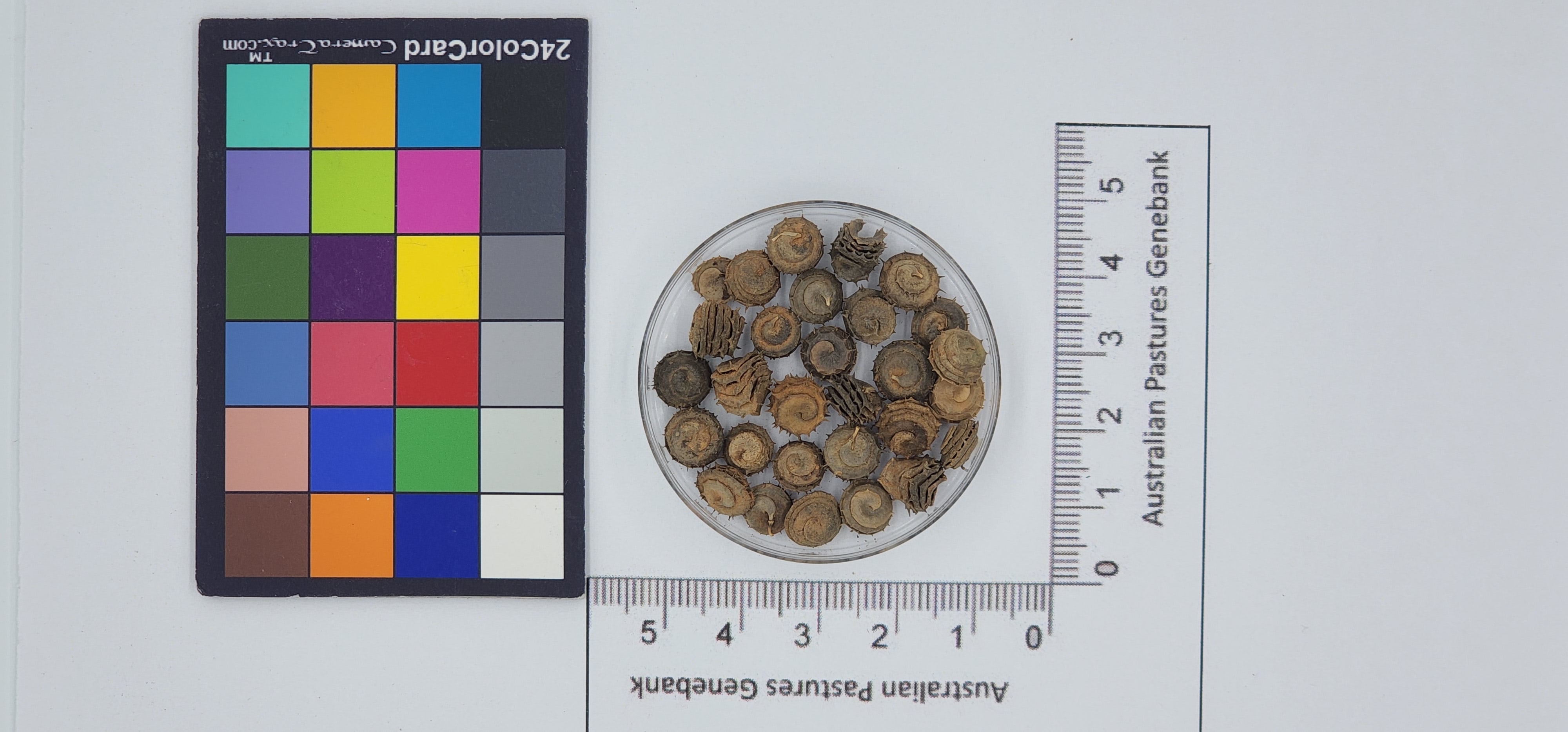Click for 1 image(s) for this accession. Image