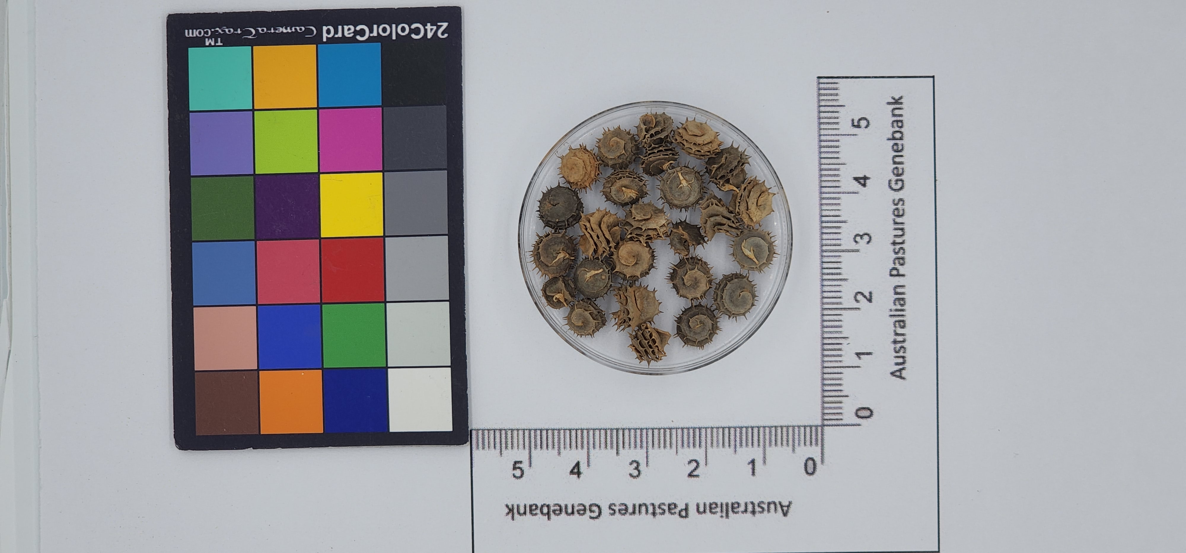 Click for 1 image(s) for this accession. Image