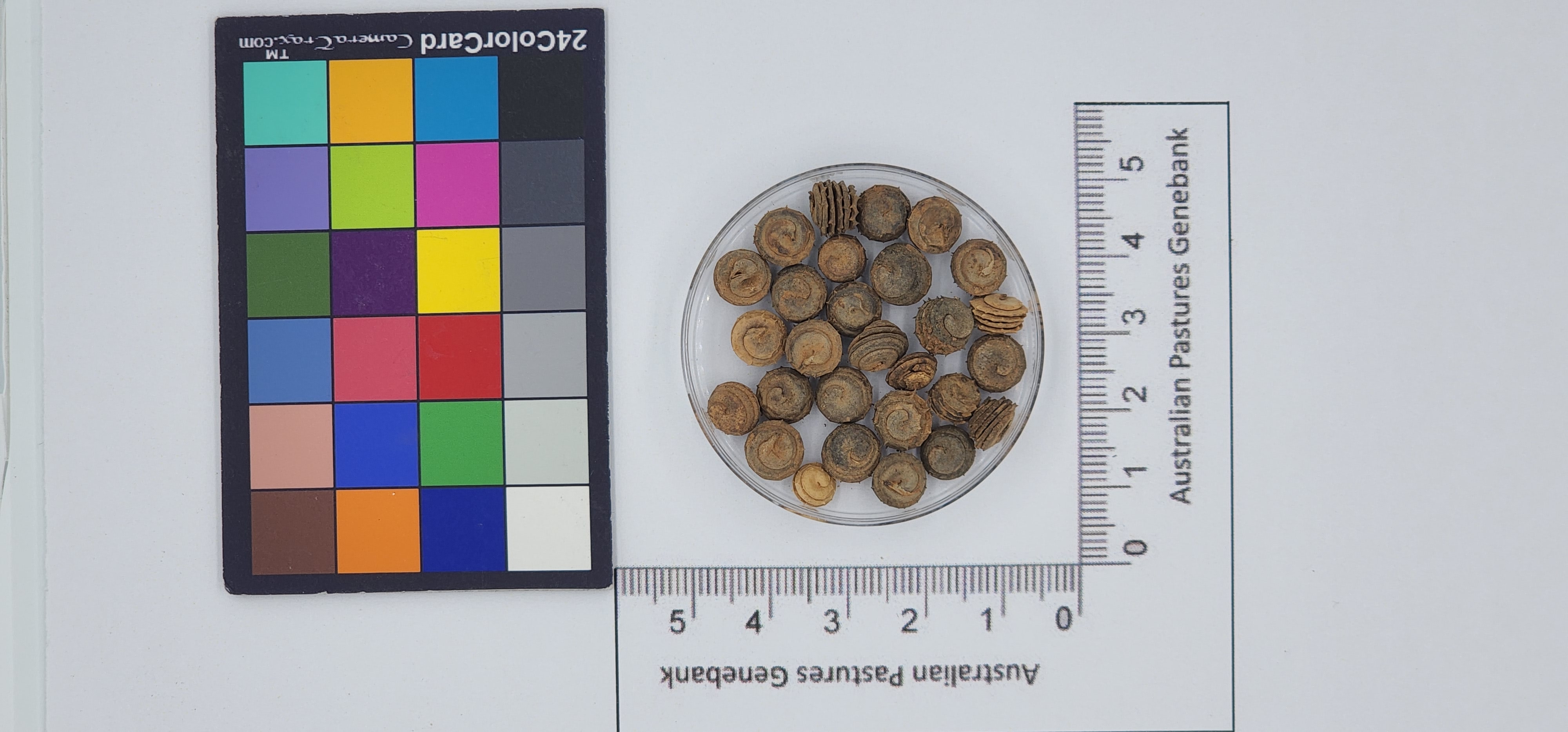 Click for 1 image(s) for this accession. Image