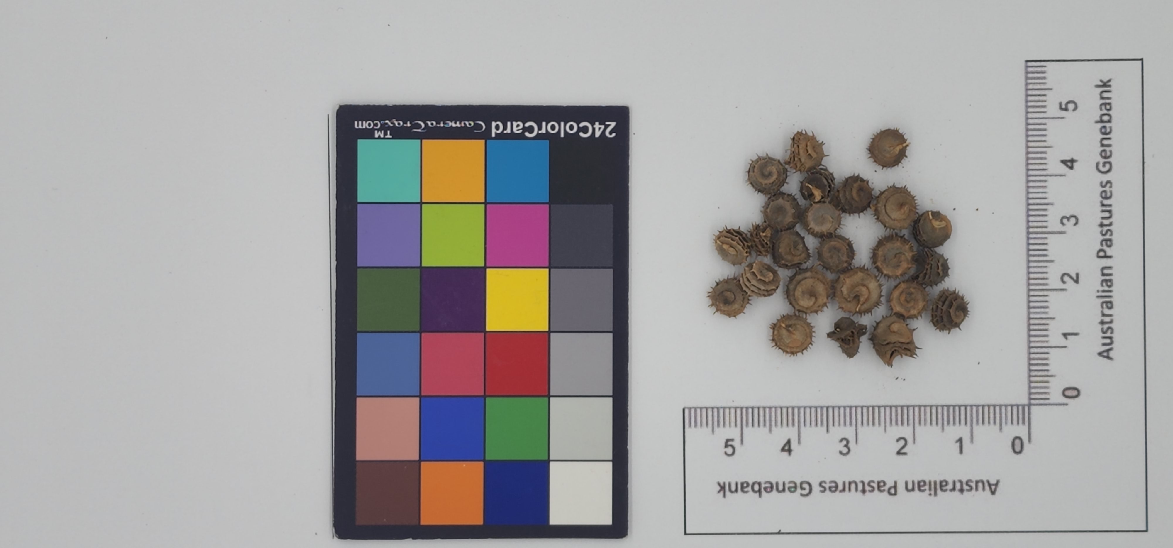 Click for 1 image(s) for this accession. Image
