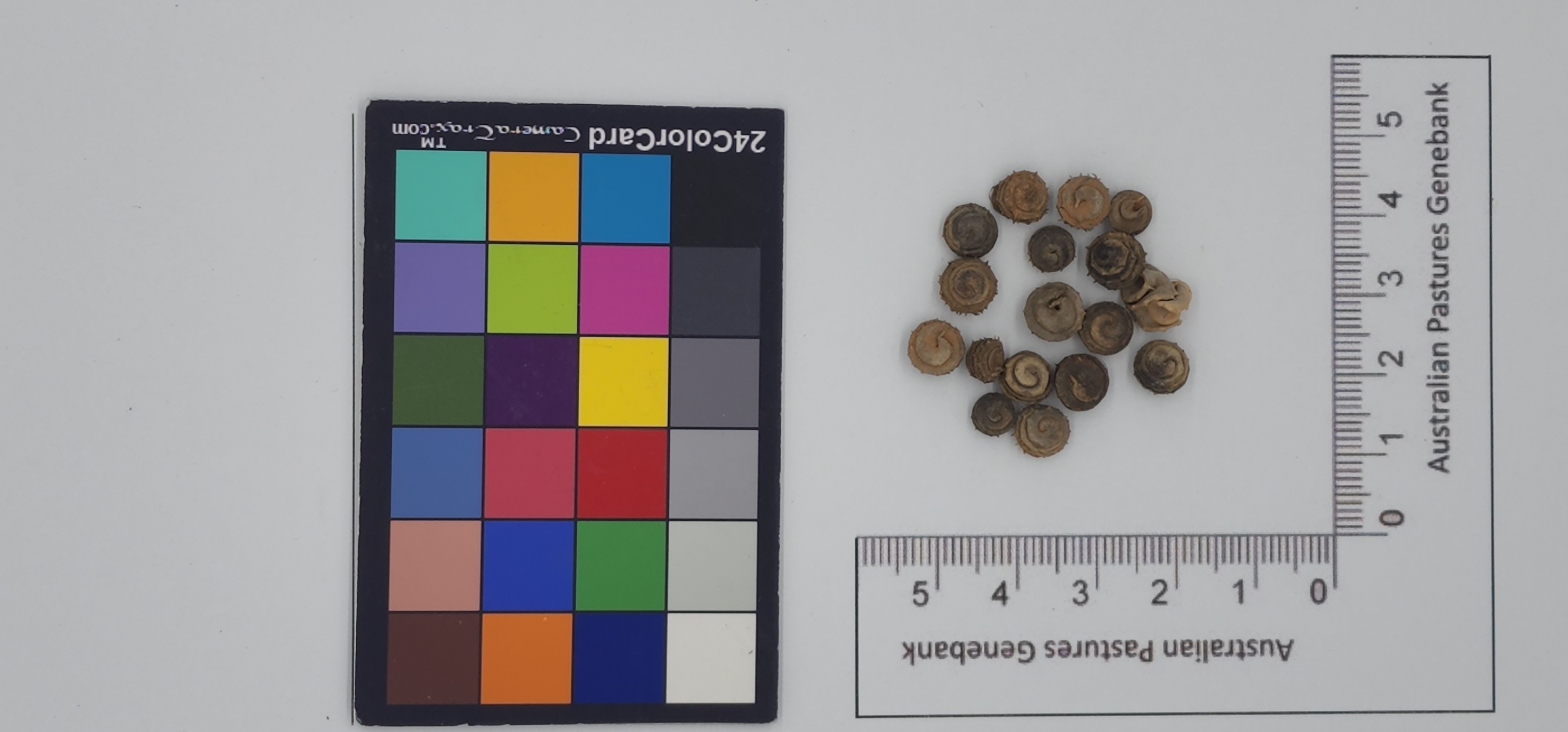 Click for 1 image(s) for this accession. Image