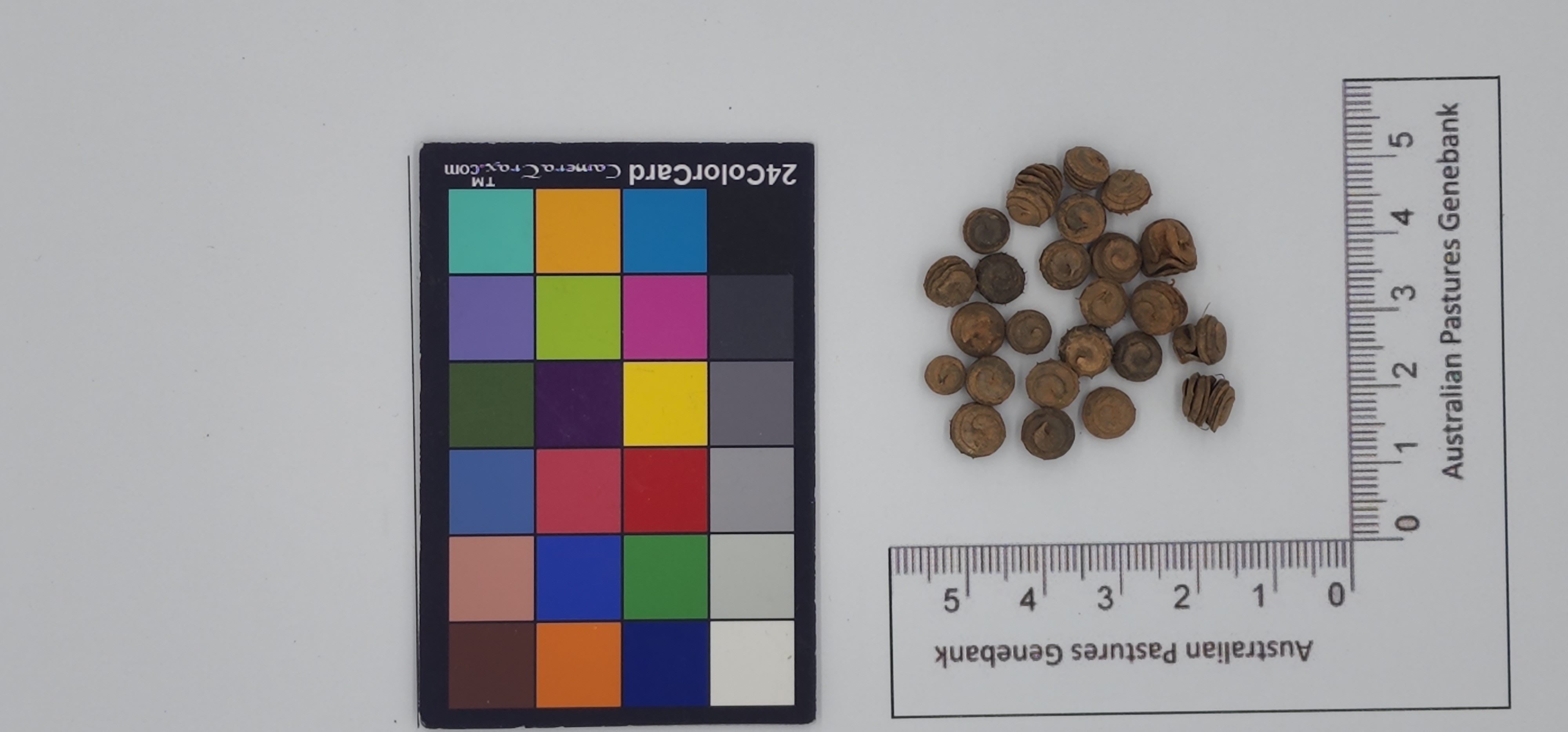 Click for 1 image(s) for this accession. Image