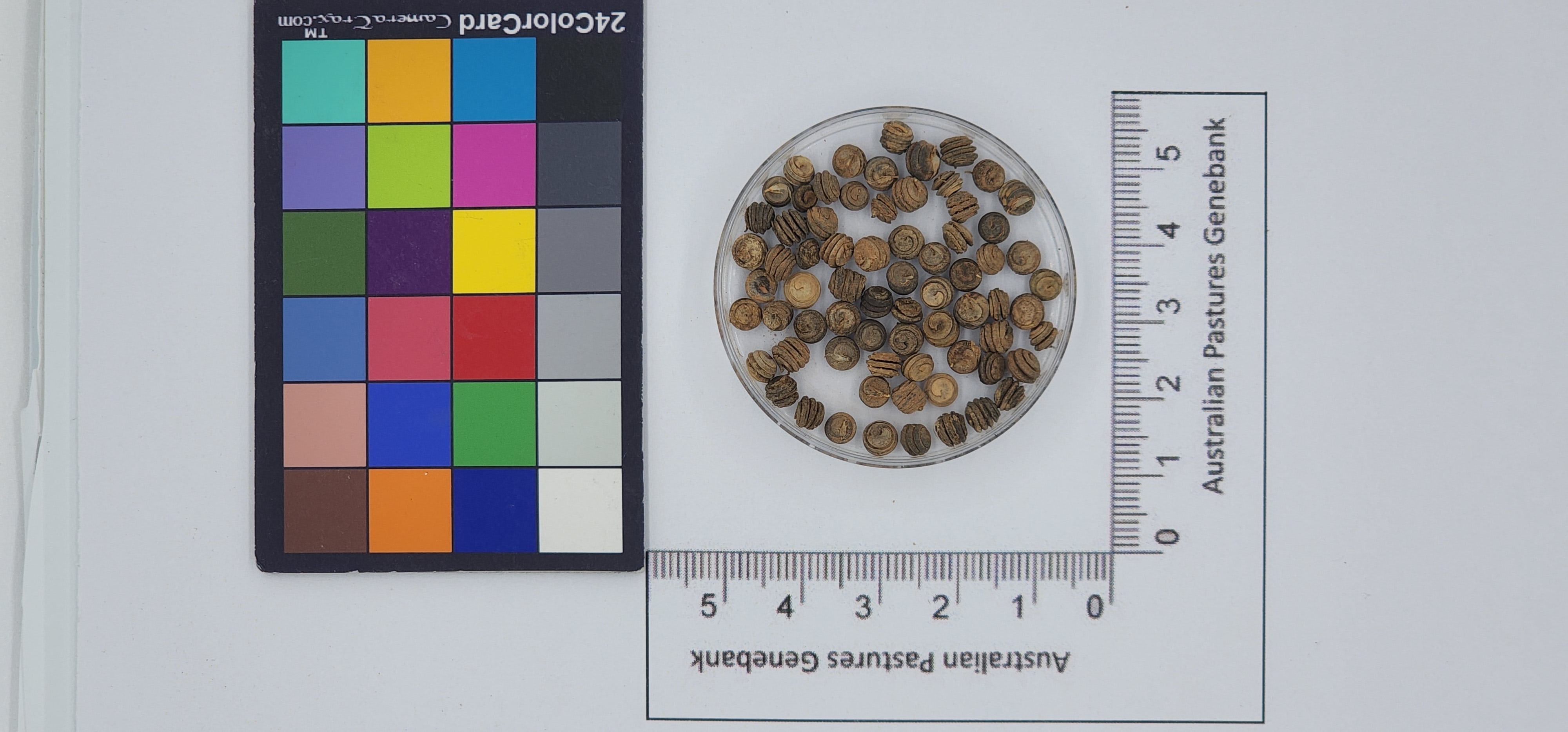 Click for 1 image(s) for this accession. Image