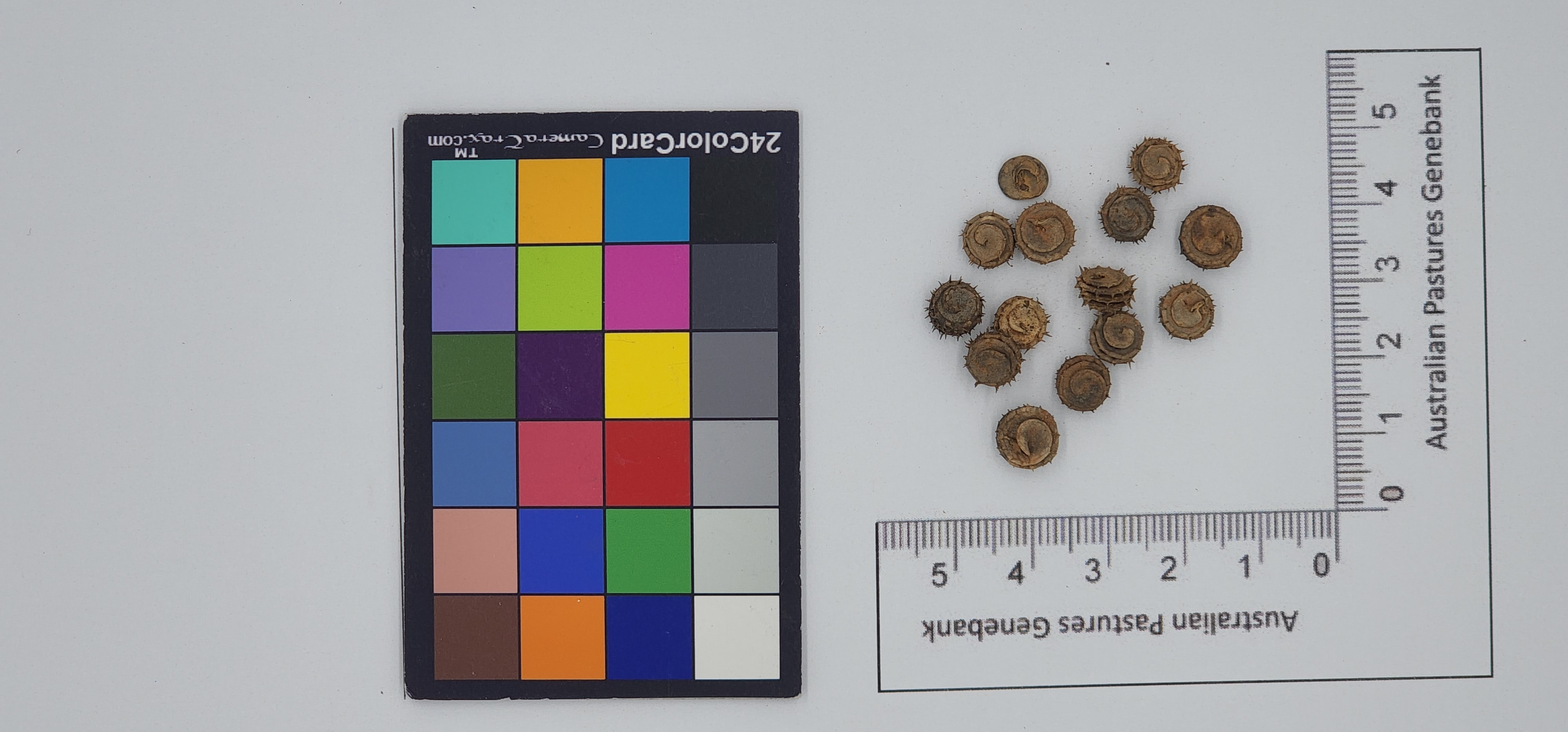 Click for 1 image(s) for this accession. Image