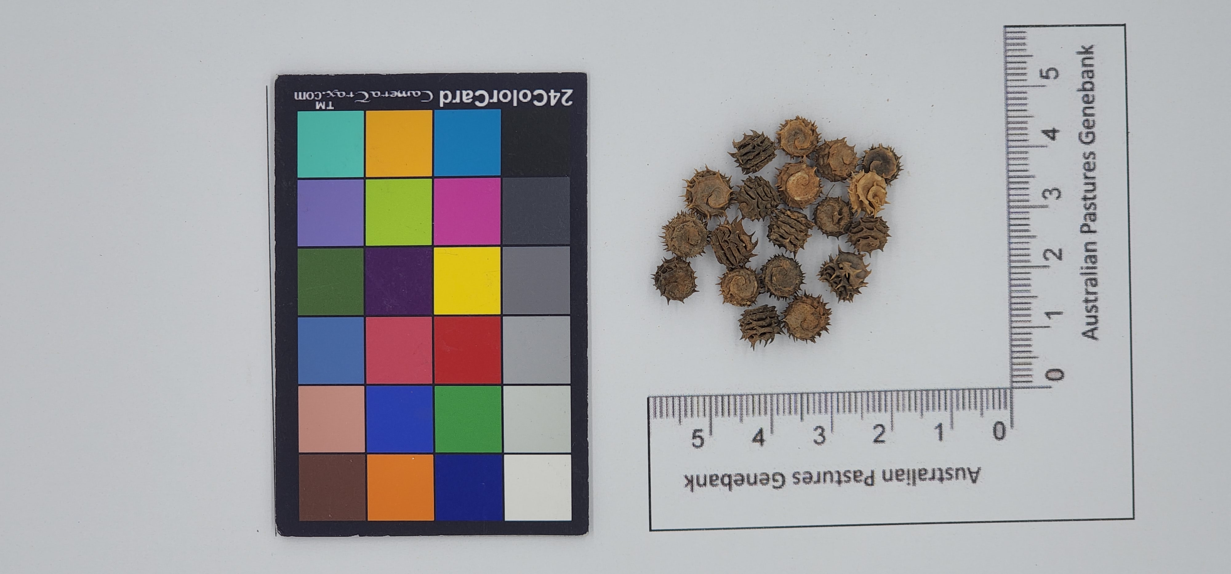 Click for 1 image(s) for this accession. Image