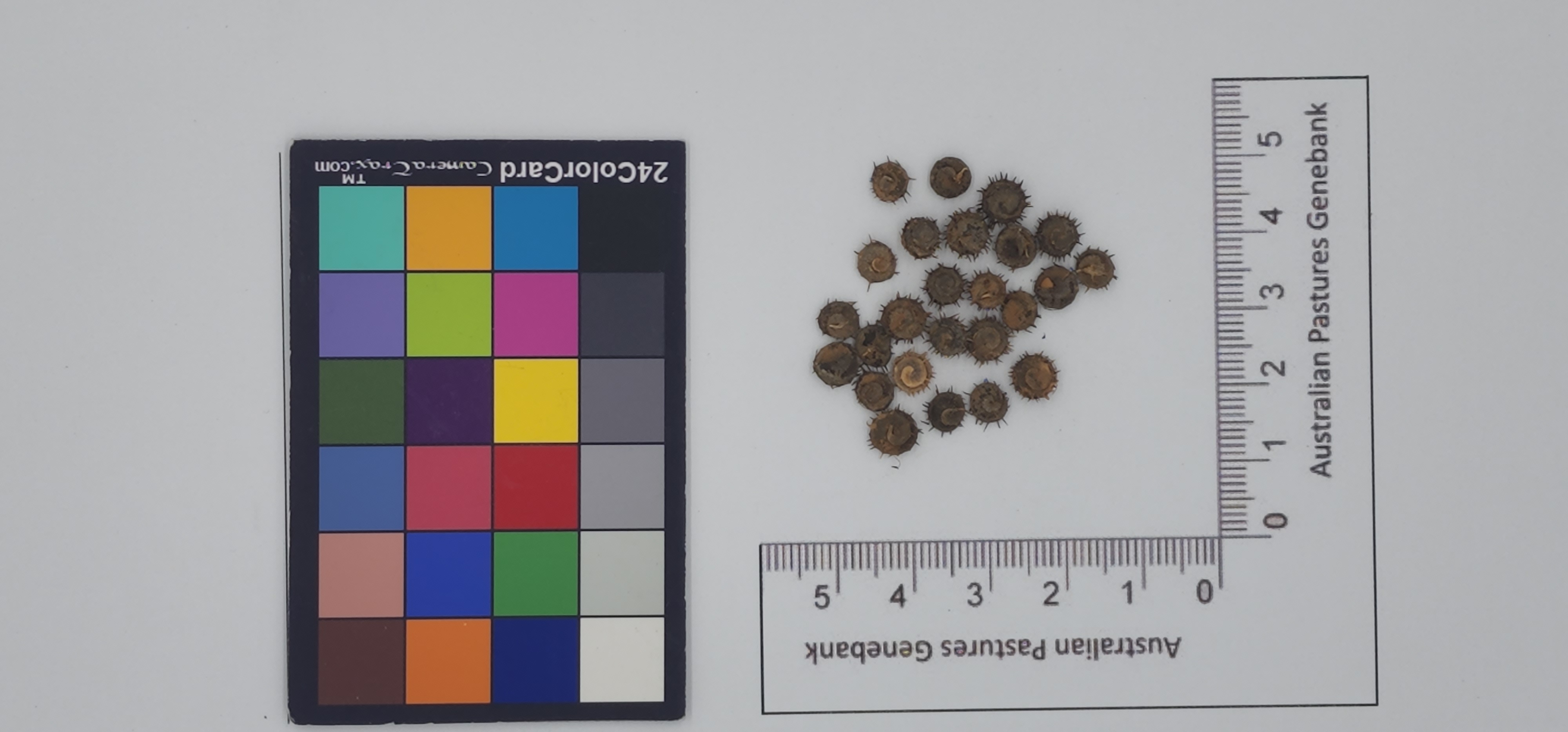 Click for 1 image(s) for this accession. Image