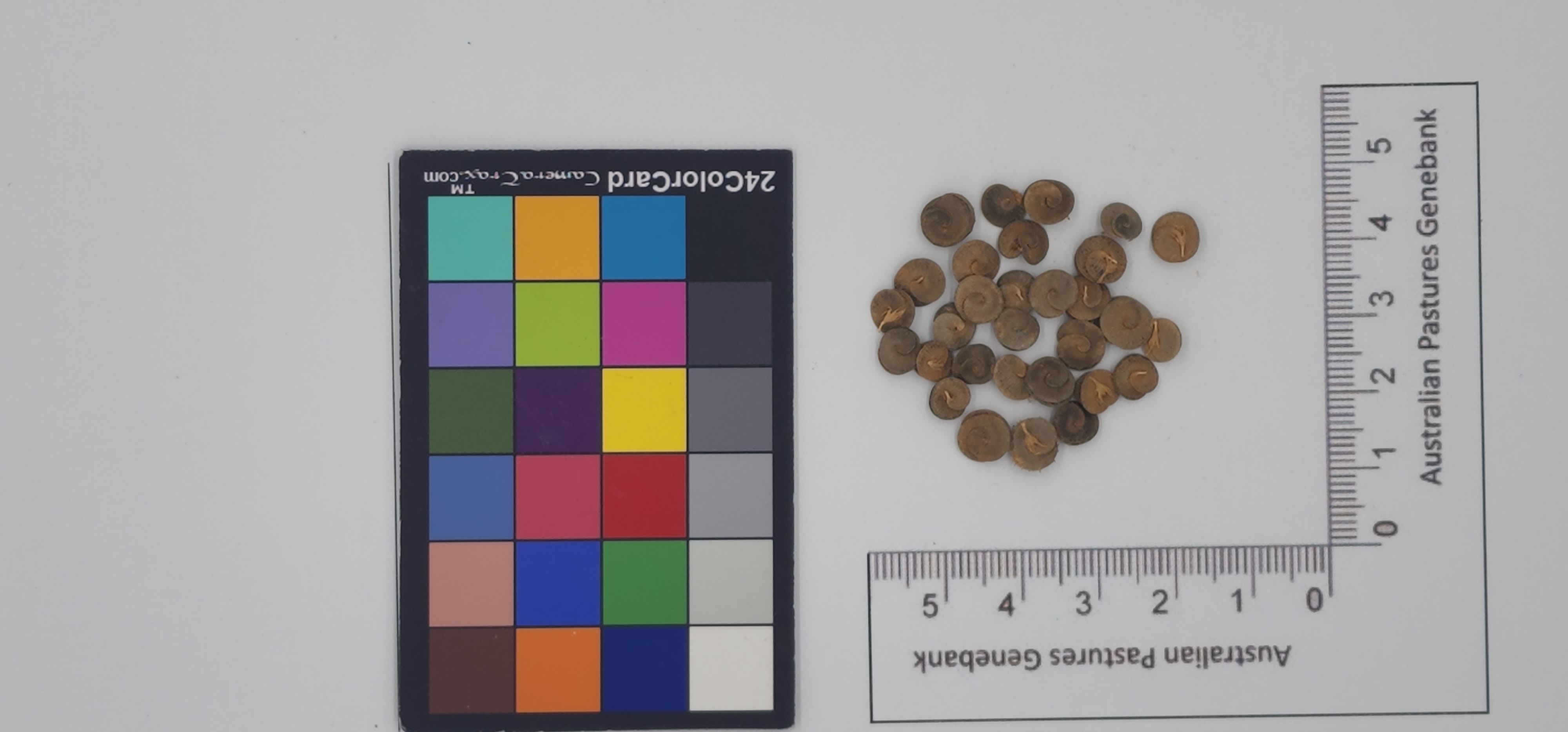 Click for 1 image(s) for this accession. Image