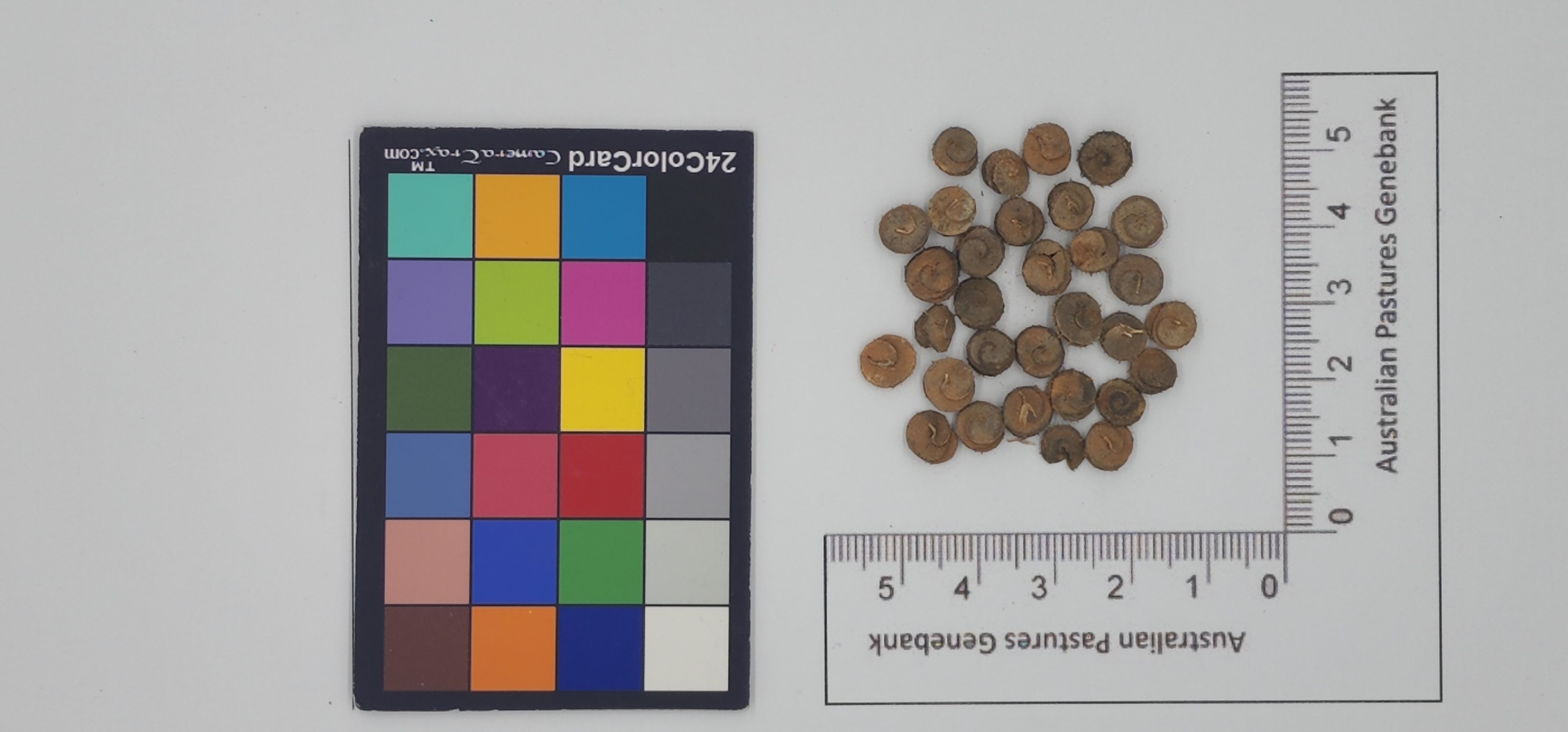 Click for 1 image(s) for this accession. Image
