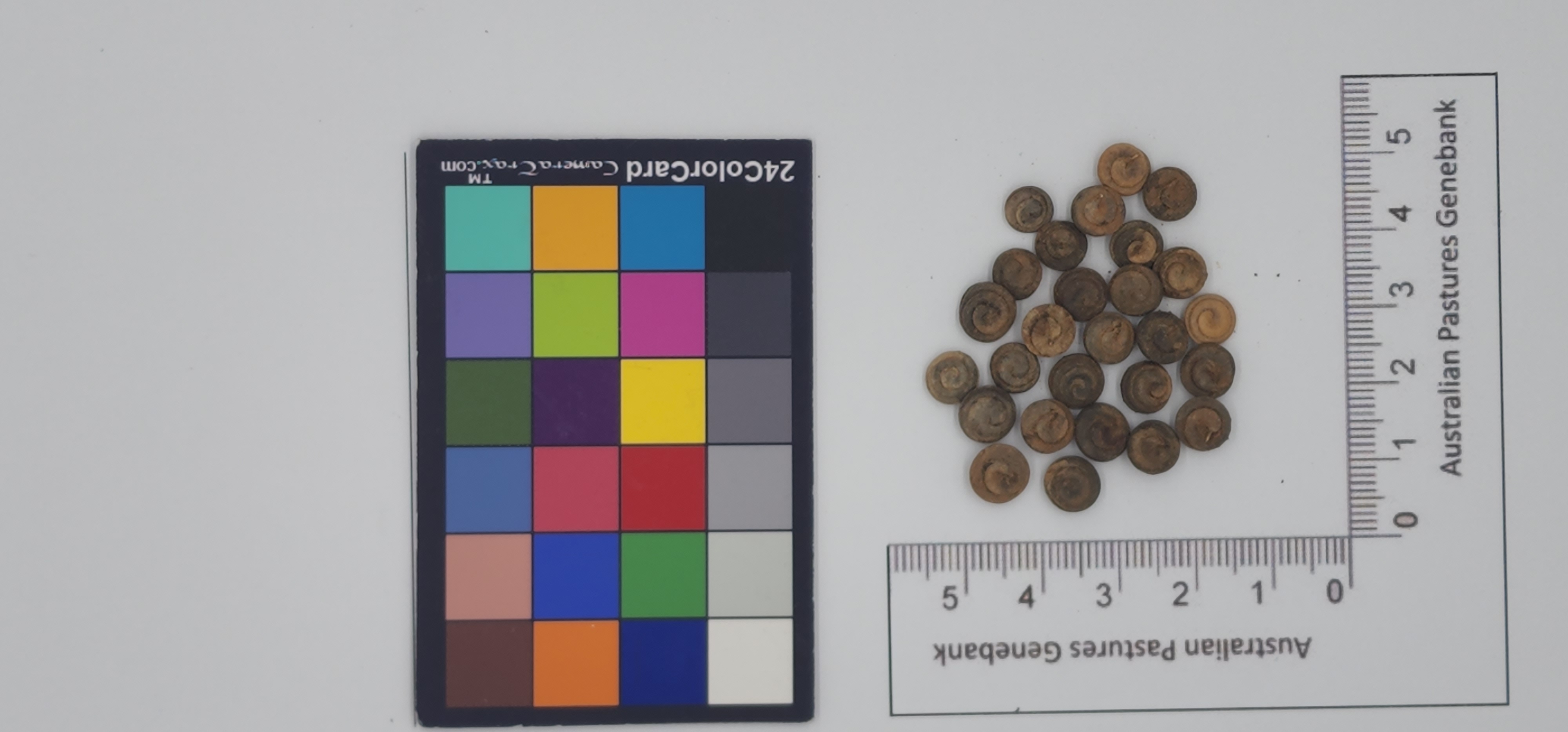 Click for 1 image(s) for this accession. Image