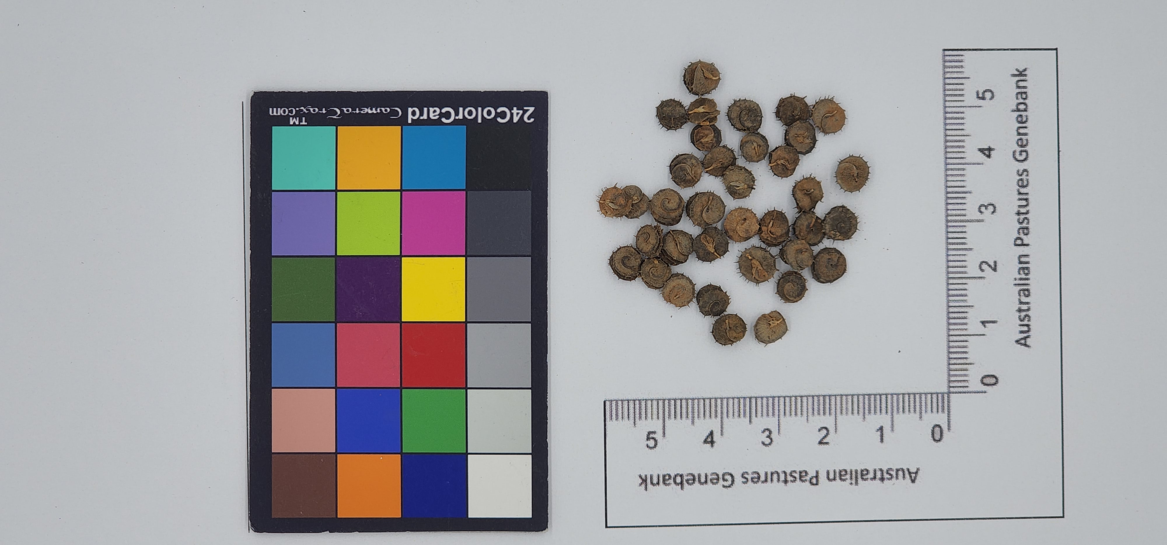 Click for 1 image(s) for this accession. Image