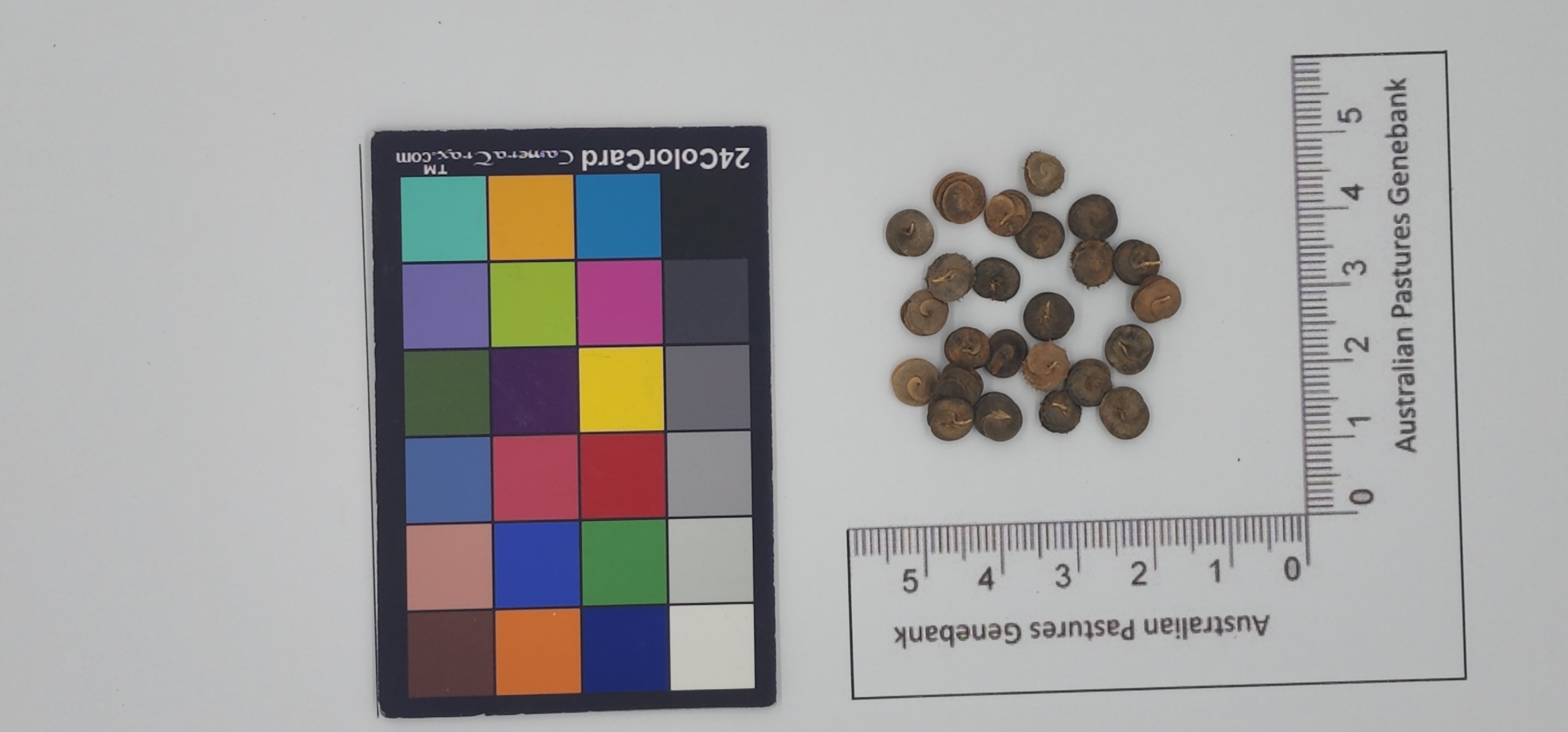 Click for 1 image(s) for this accession. Image