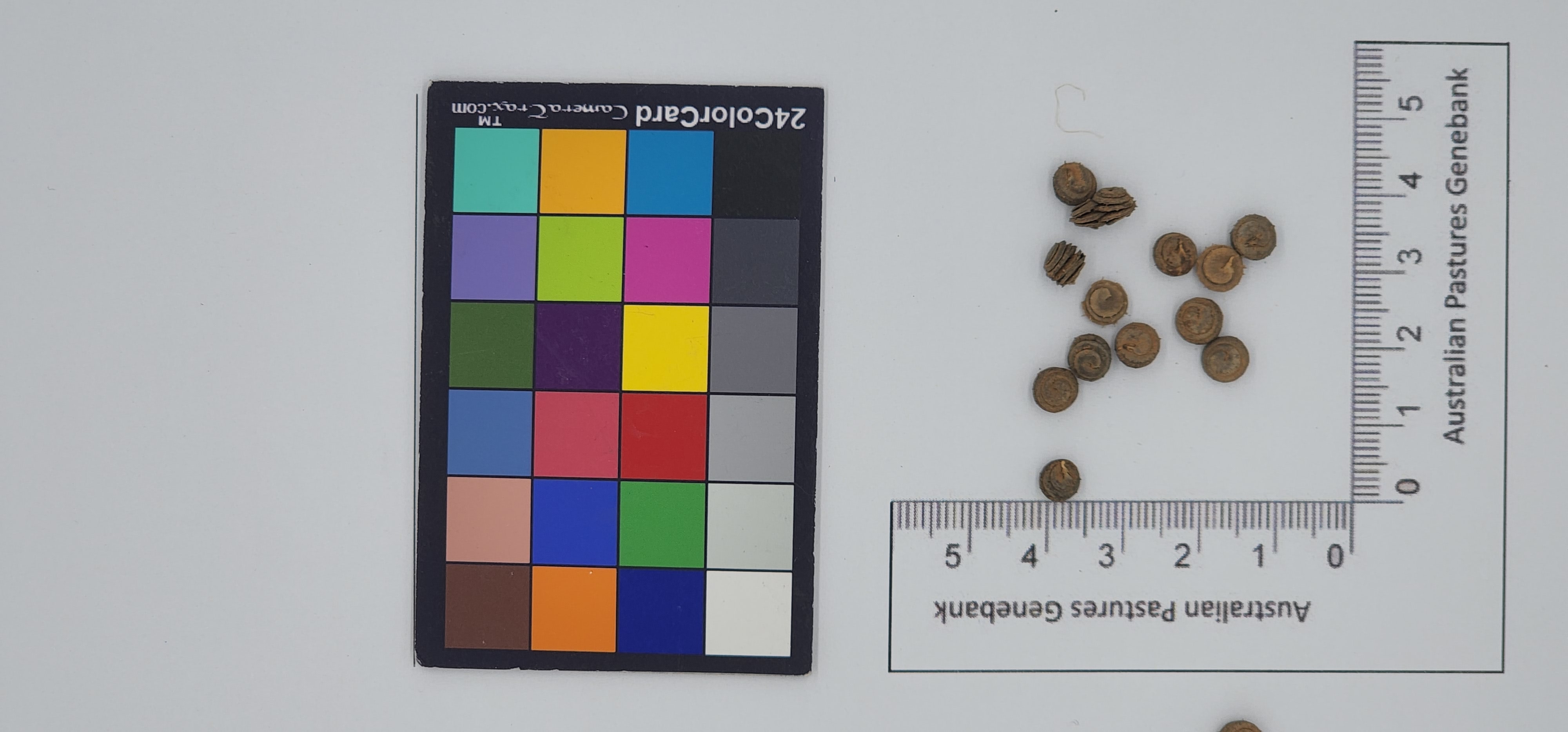 Click for 1 image(s) for this accession. Image